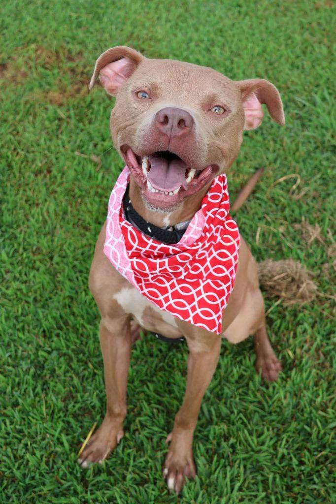 Enlarge Oatly, a Adoptable mixed breed in Columbia, TN image 2/5