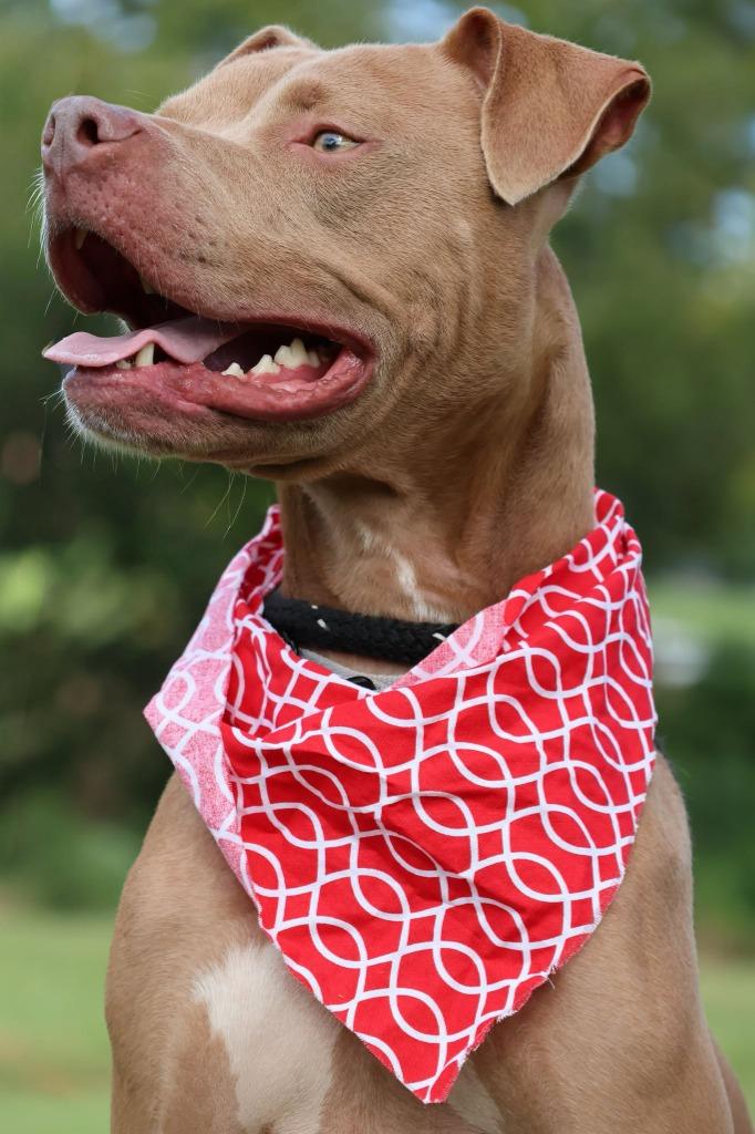 Enlarge Oatly, a Adoptable mixed breed in Columbia, TN image 3/5