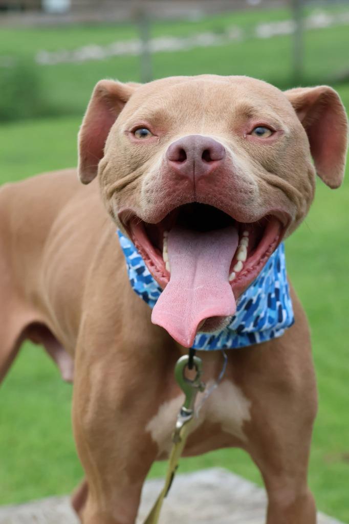 Oatly, Adoptable, Young Male Mixed Breed.