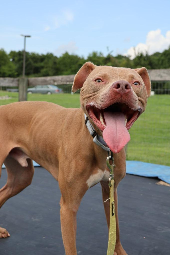 Enlarge Oatly, a Adoptable mixed breed in Columbia, TN image 2/5