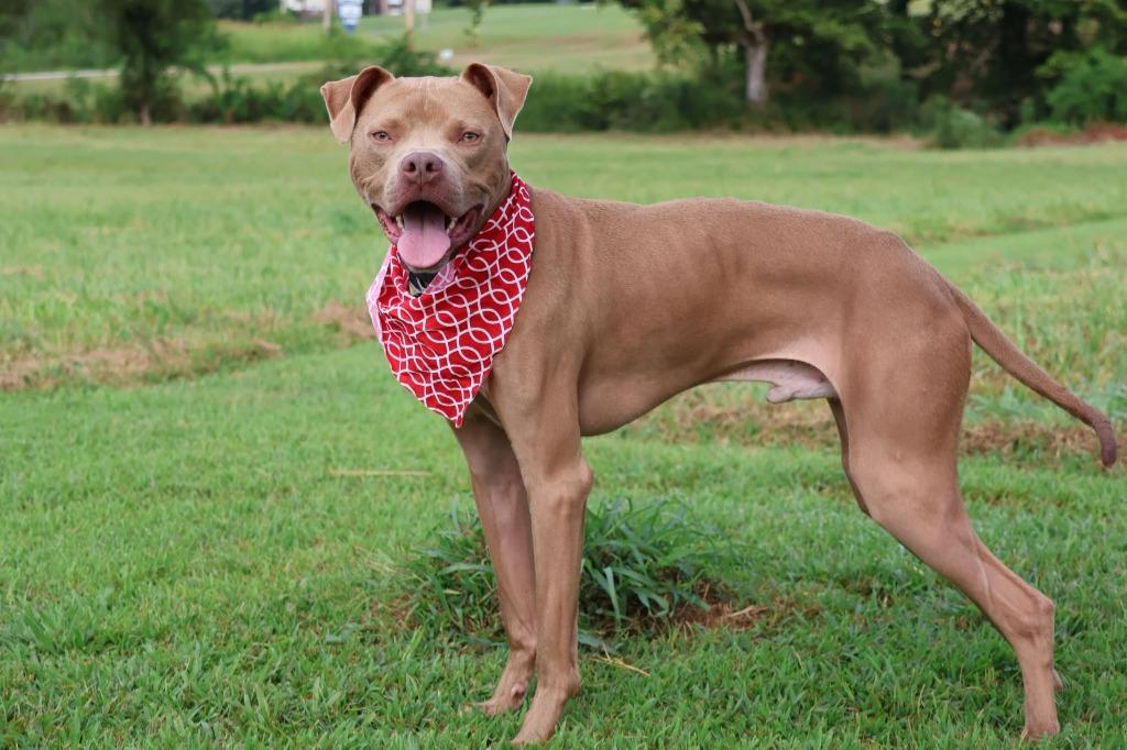 Enlarge Oatly, a Adoptable mixed breed in Columbia, TN image 4/5
