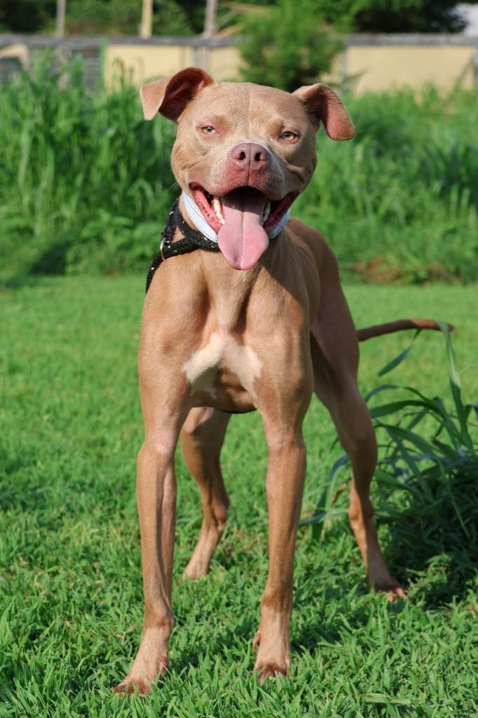 Enlarge Oatly, a Adoptable mixed breed in Columbia, TN image 3/5