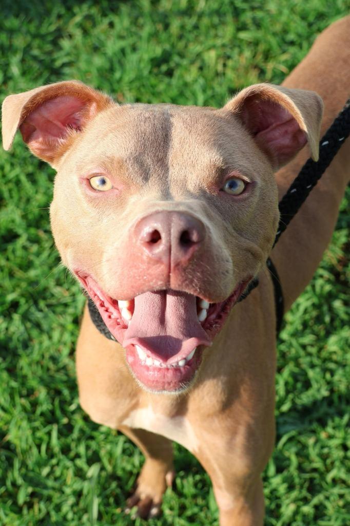 Enlarge Oatly, a Adoptable mixed breed in Columbia, TN image 4/5