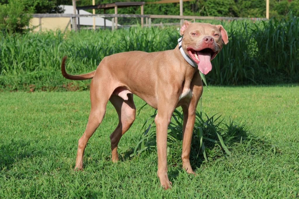 Enlarge Oatly, a Adoptable mixed breed in Columbia, TN image 5/5