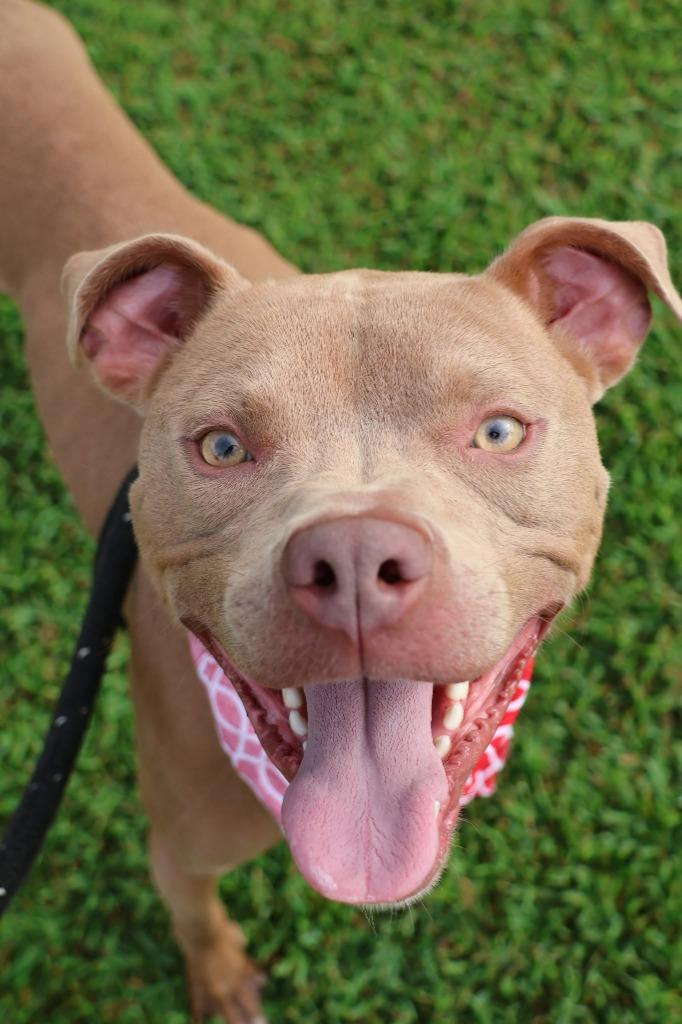 Enlarge Oatly, a Adoptable mixed breed in Columbia, TN image 5/5