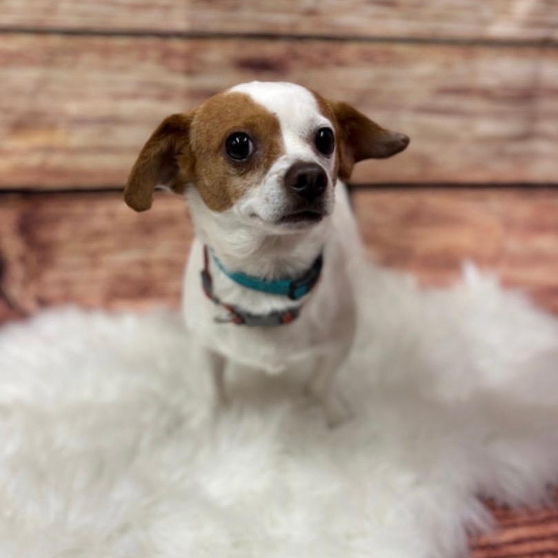 Eddie, a Adoptable mixed breed in Phoenix, AZ image 2/5