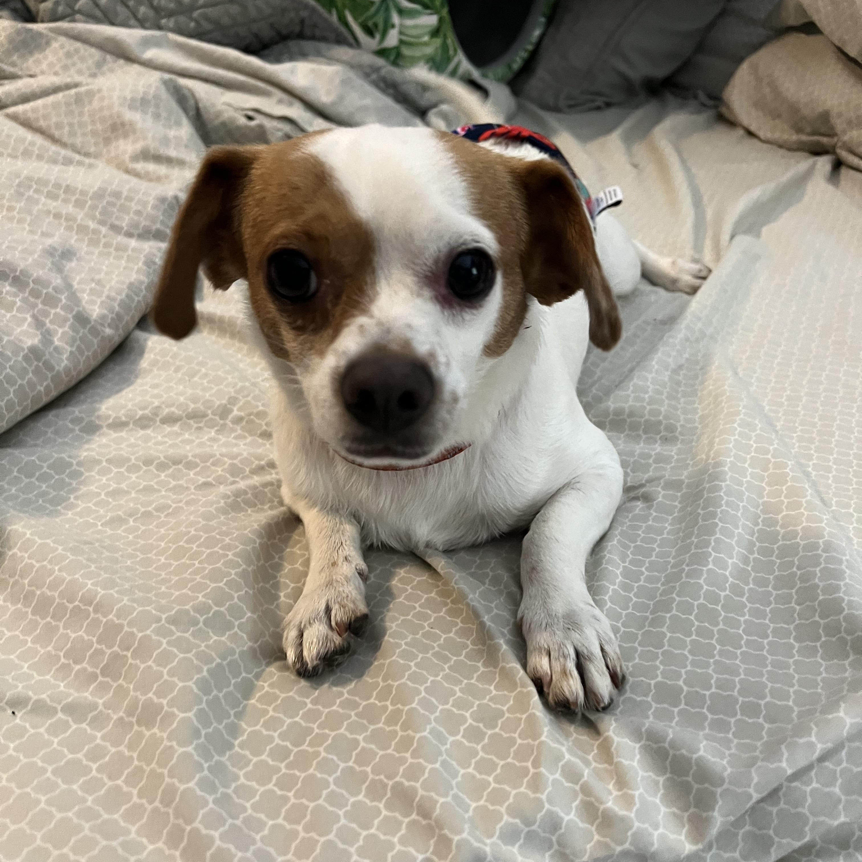 Eddie, a Adoptable mixed breed in Phoenix, AZ image 3/5