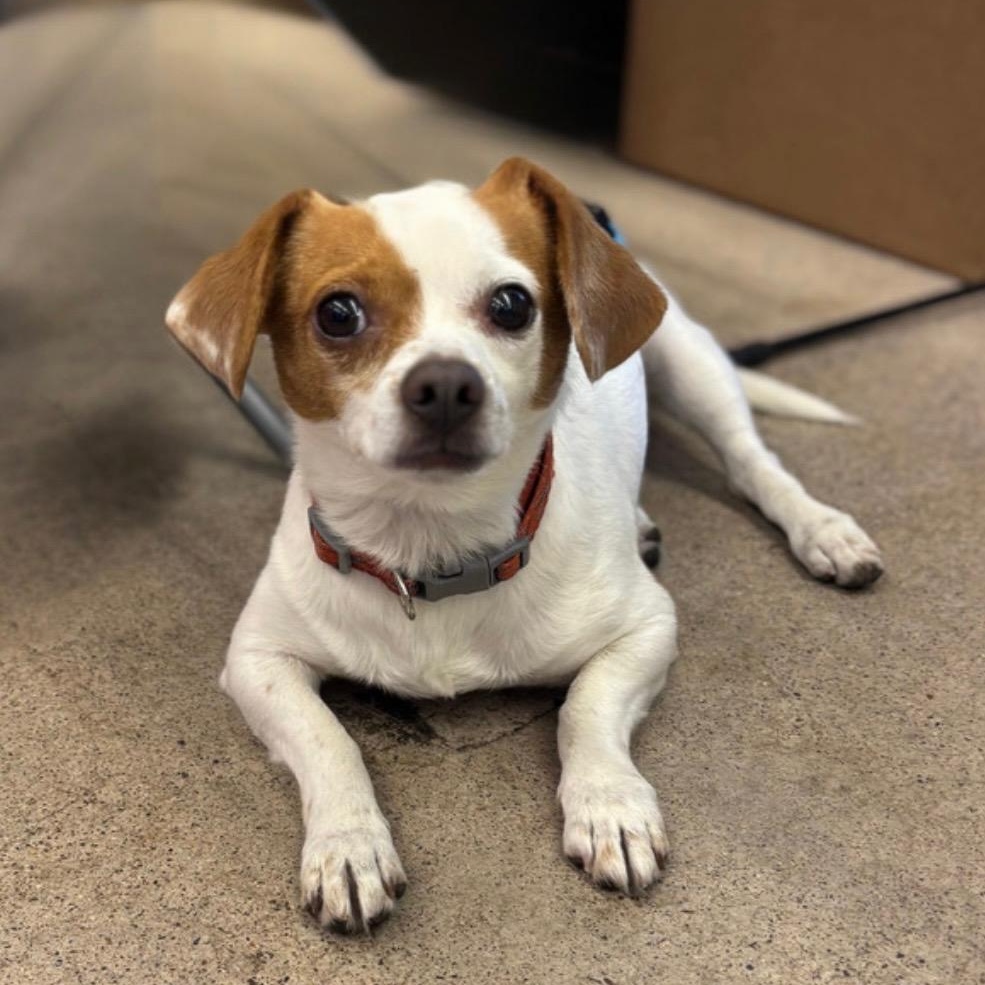 Eddie, a Adoptable mixed breed in Phoenix, AZ image 4/5