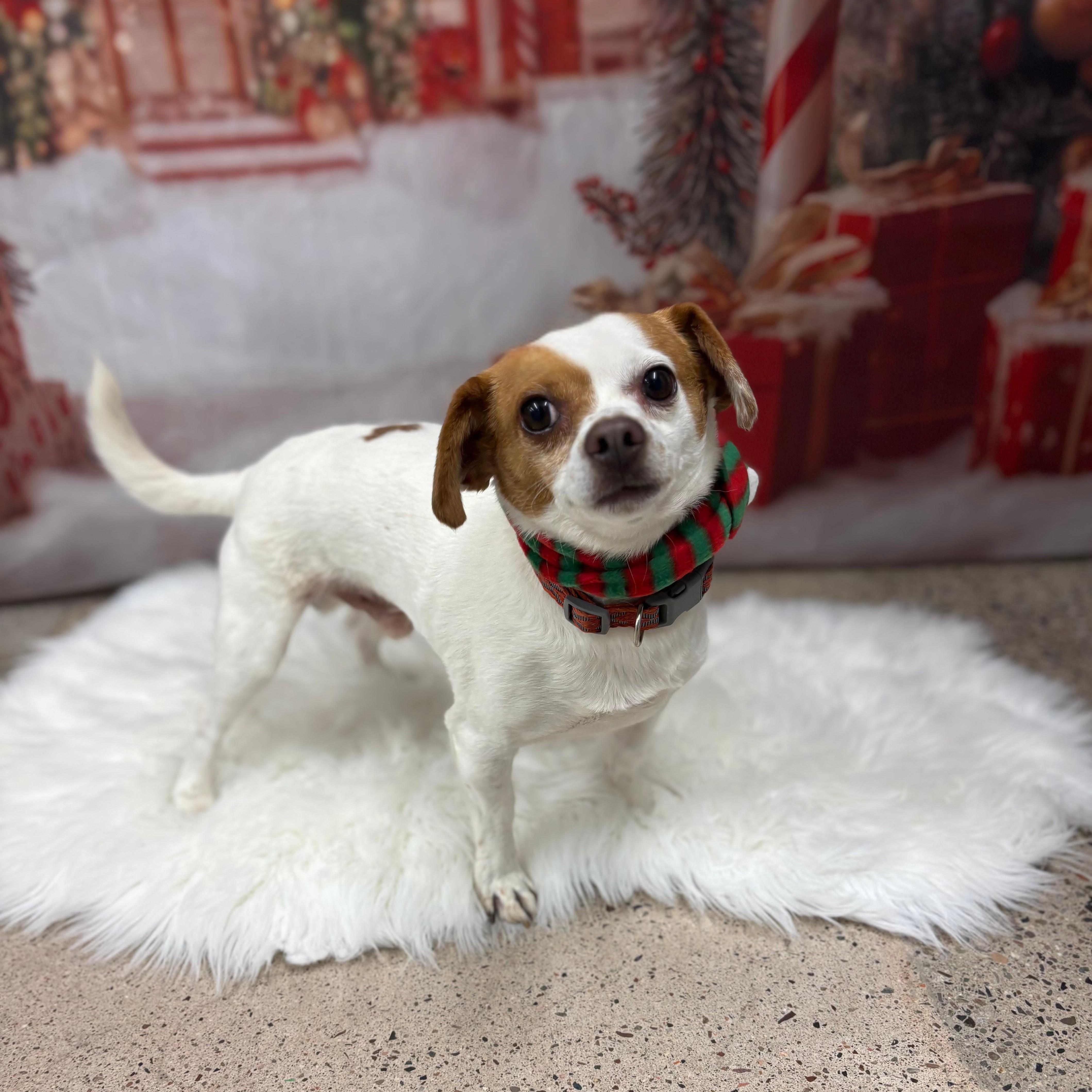 Eddie, Adoptable, Adult Male Chihuahua & Jack Russell Terrier.