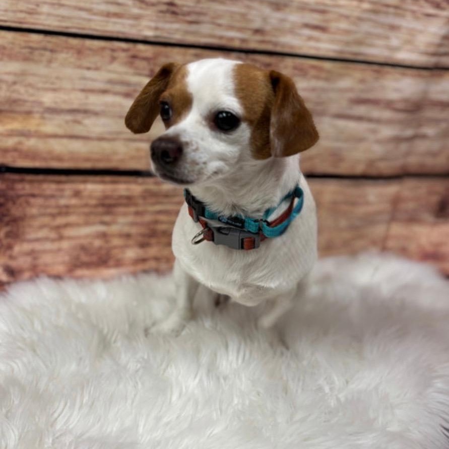 Eddie, a Adoptable mixed breed in Phoenix, AZ image 5/5