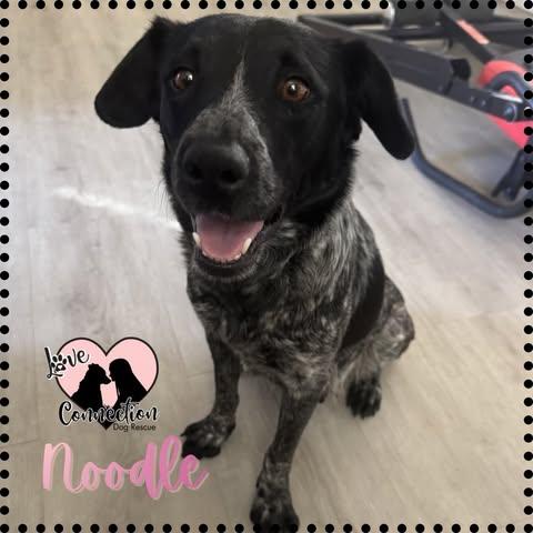 Enlarge Noodle, a ADOPTABLE Australian Cattle Dog / Blue Heeler in Gilbert, AZ image 1/1