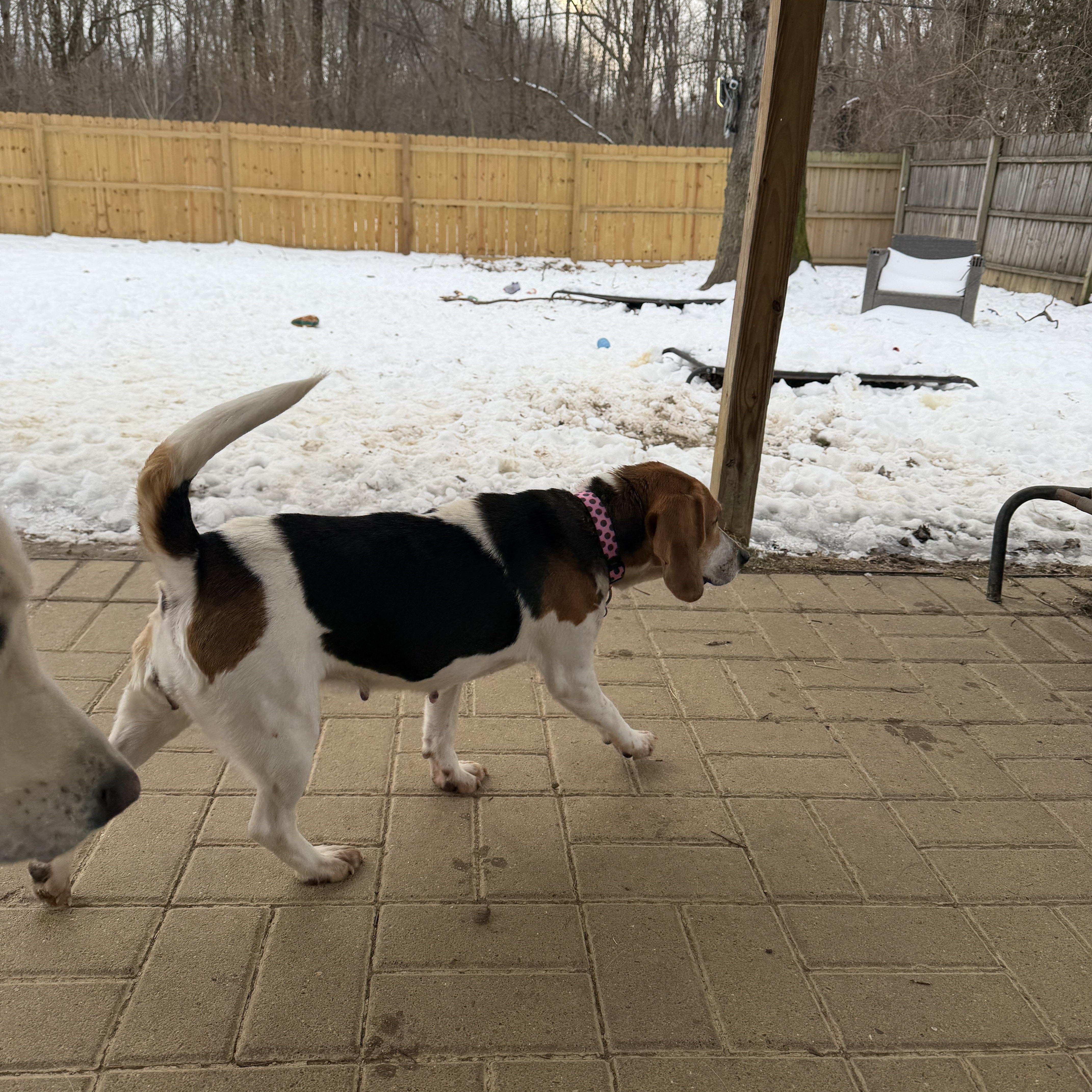 Enlarge Bailey, a ADOPTABLE Beagle in Jeffersonville, IN image 4/5