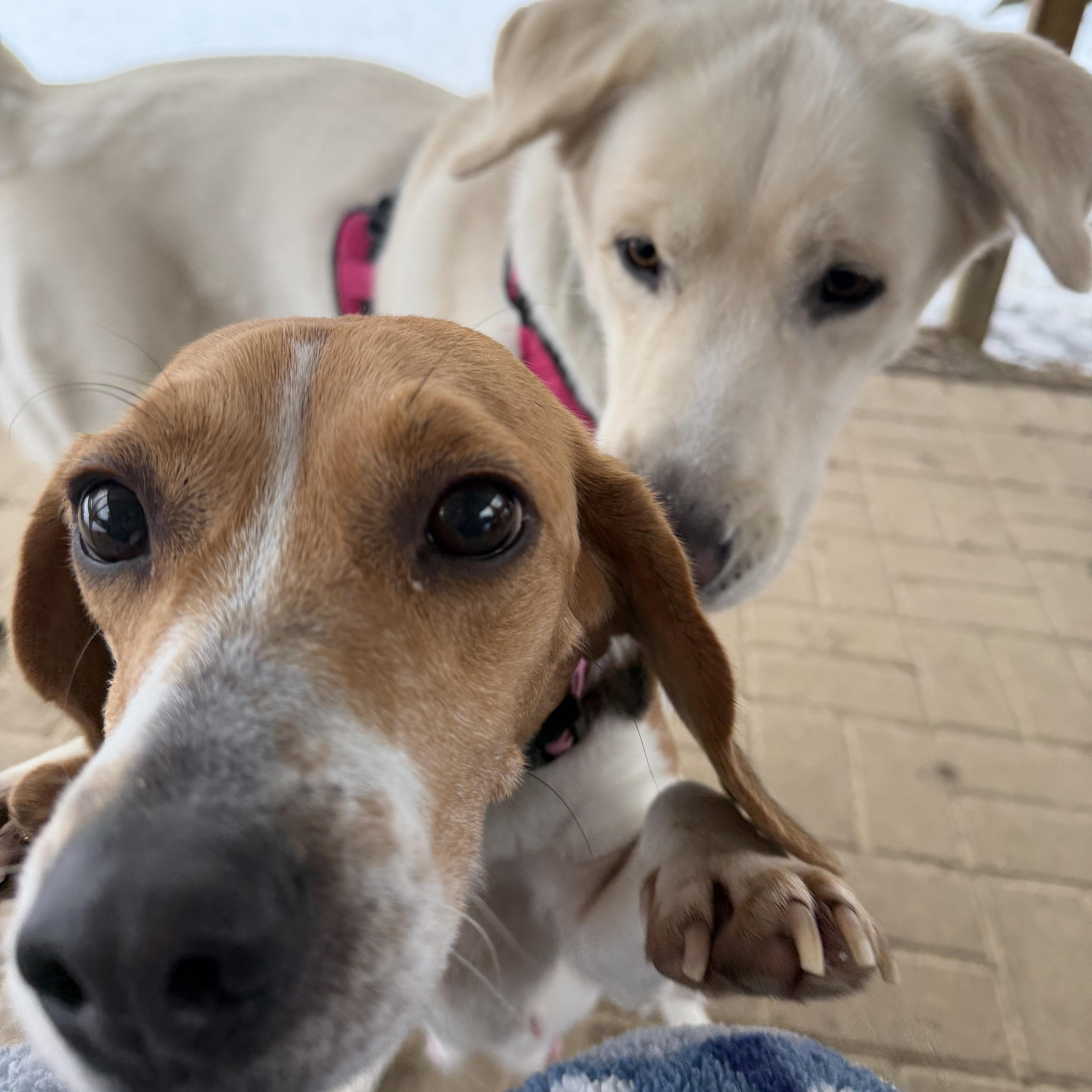 Enlarge Bailey, a ADOPTABLE Beagle in Jeffersonville, IN image 3/5