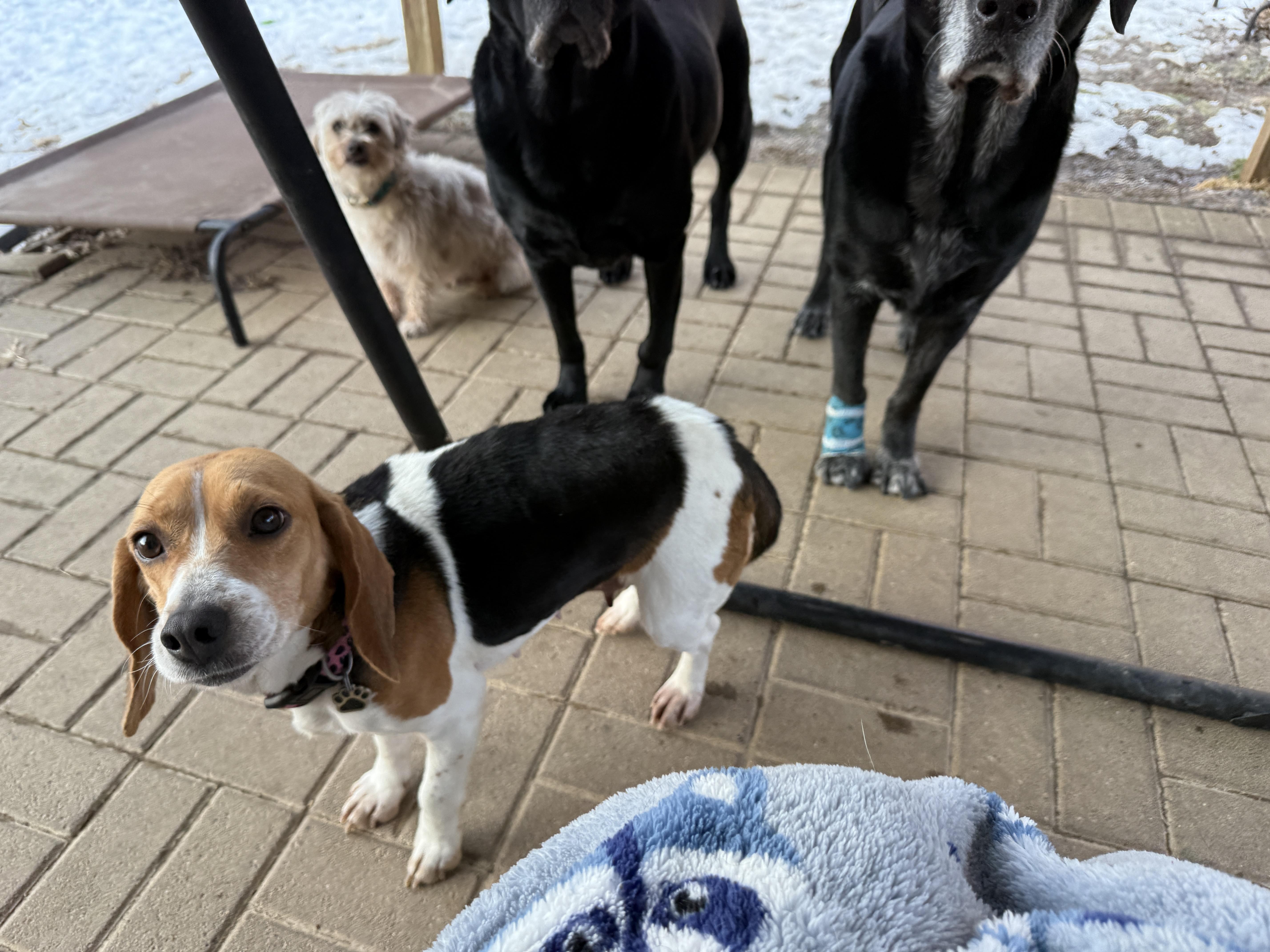 Enlarge Bailey, a ADOPTABLE Beagle in Jeffersonville, IN image 5/6