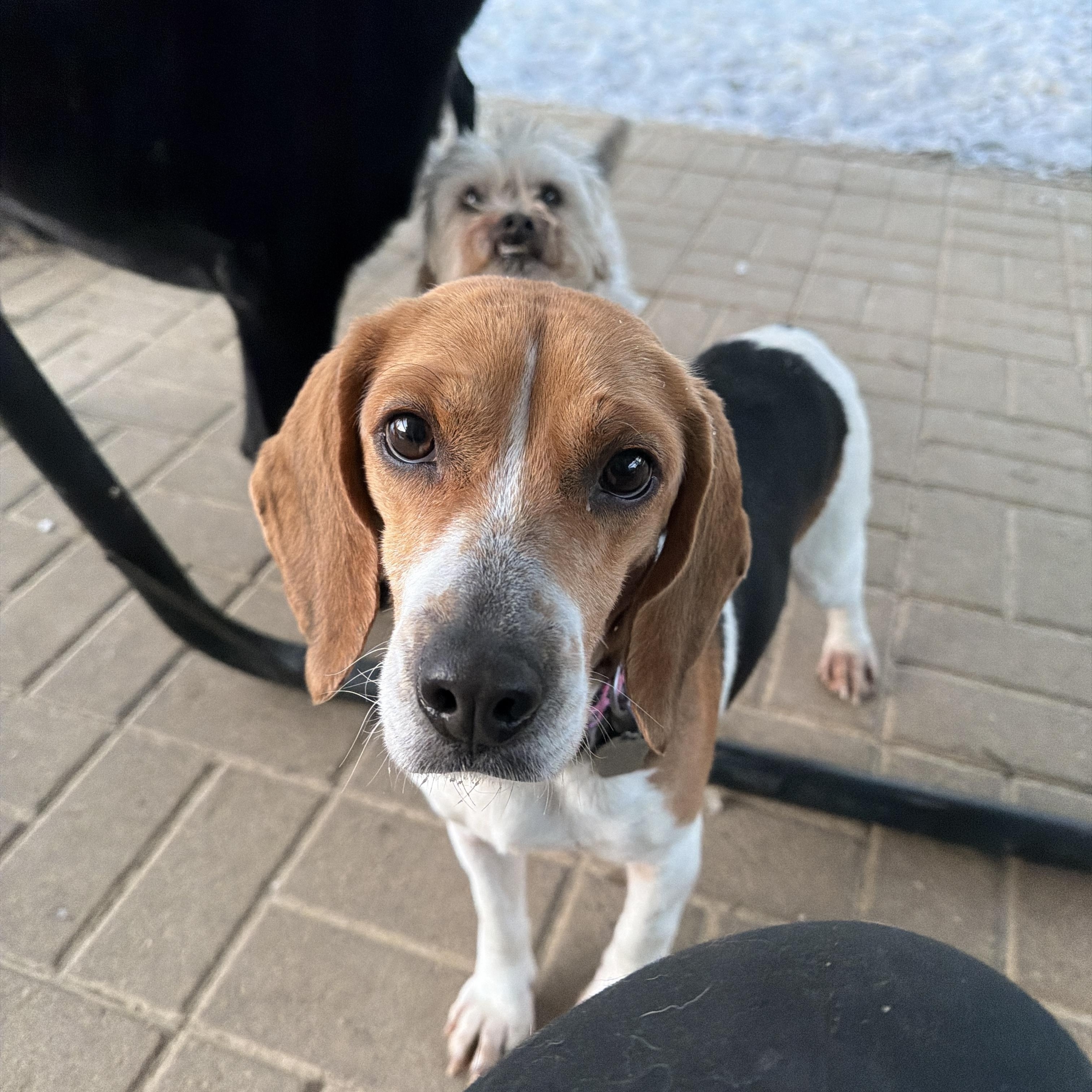 Enlarge Bailey, a ADOPTABLE Beagle in Jeffersonville, IN image 2/6