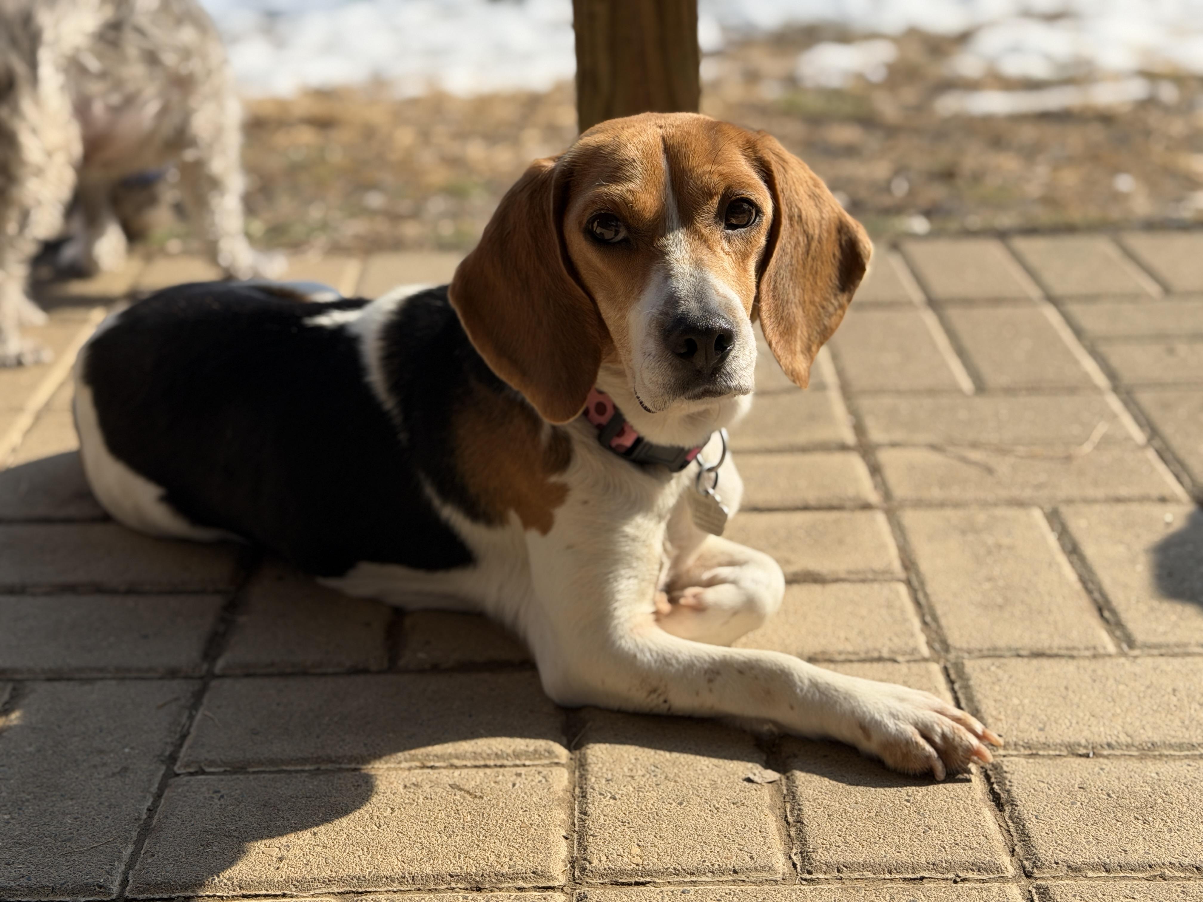 Bailey, ADOPTABLE, Adult Female Beagle.
