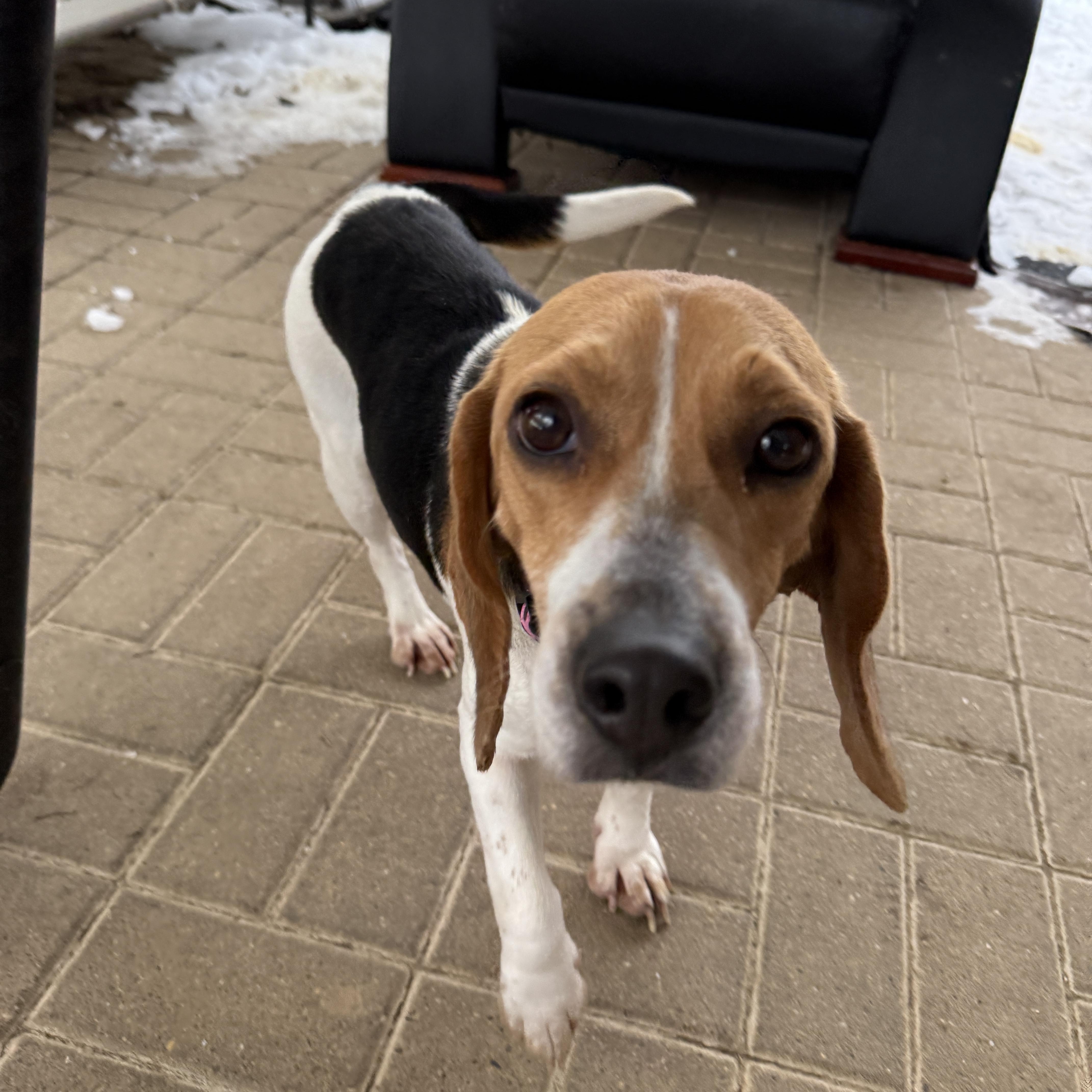 Bailey, ADOPTABLE, Adult Female Beagle.