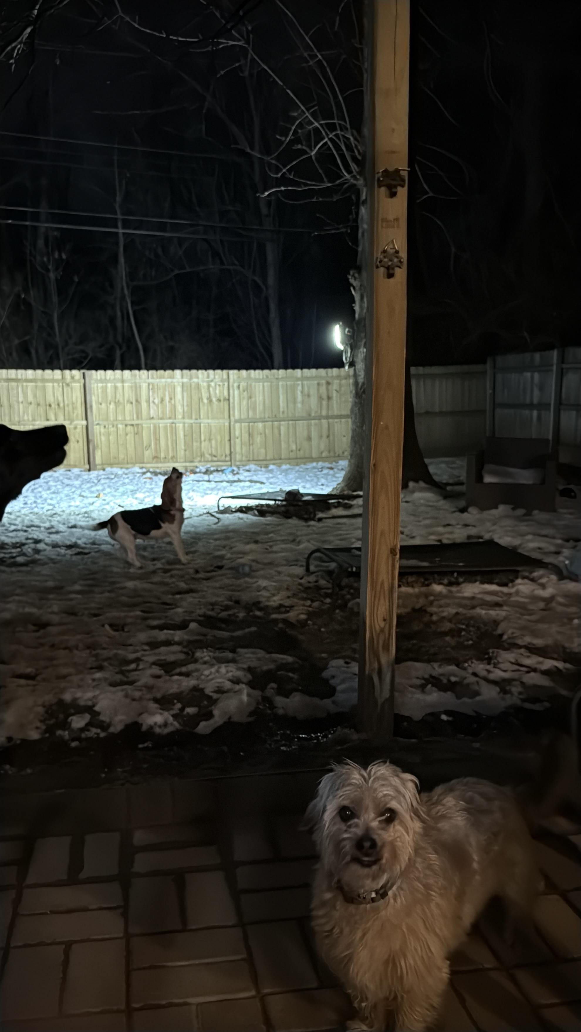 Enlarge Bailey, a ADOPTABLE Beagle in Jeffersonville, IN image 6/6