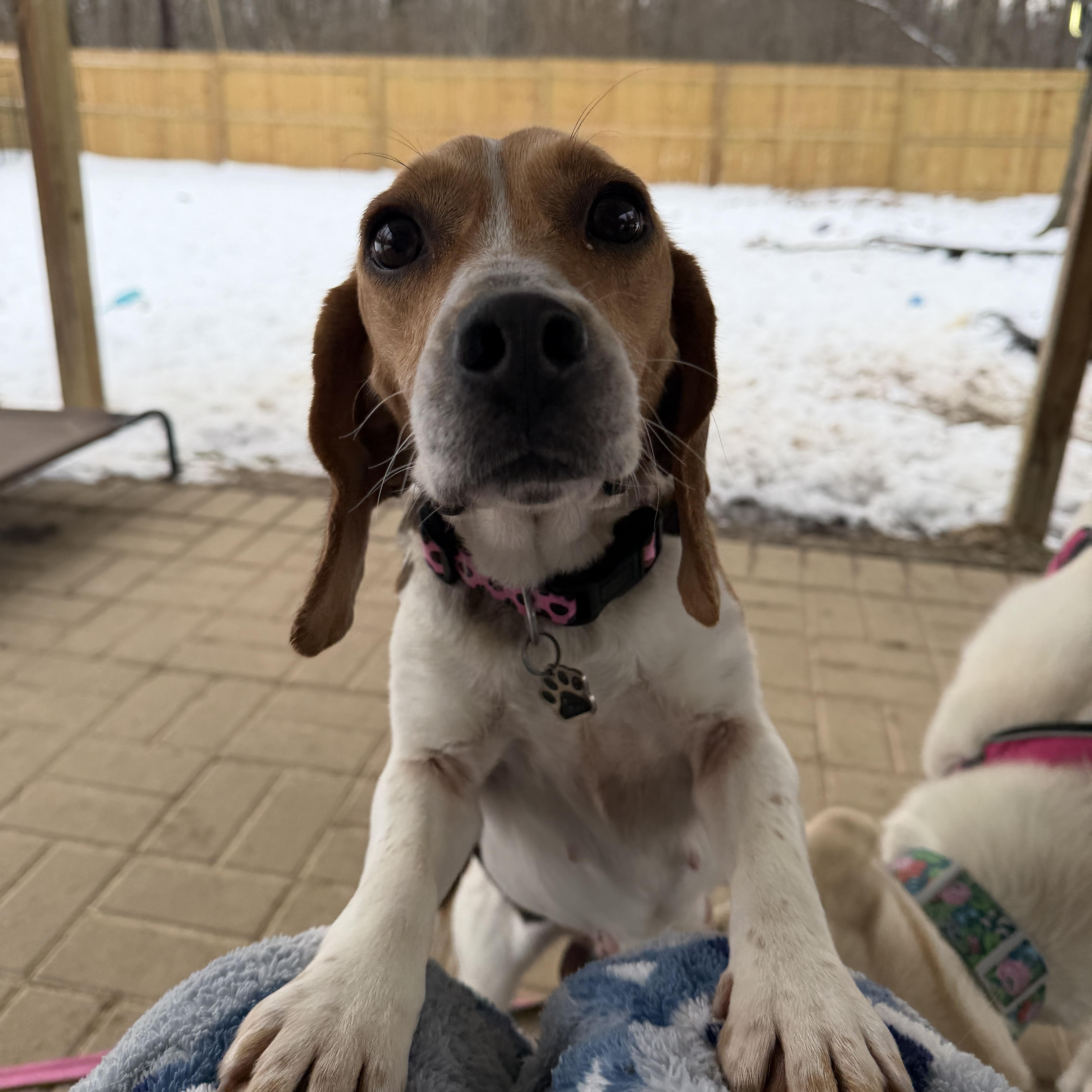 Enlarge Bailey, a ADOPTABLE Beagle in Jeffersonville, IN image 2/5