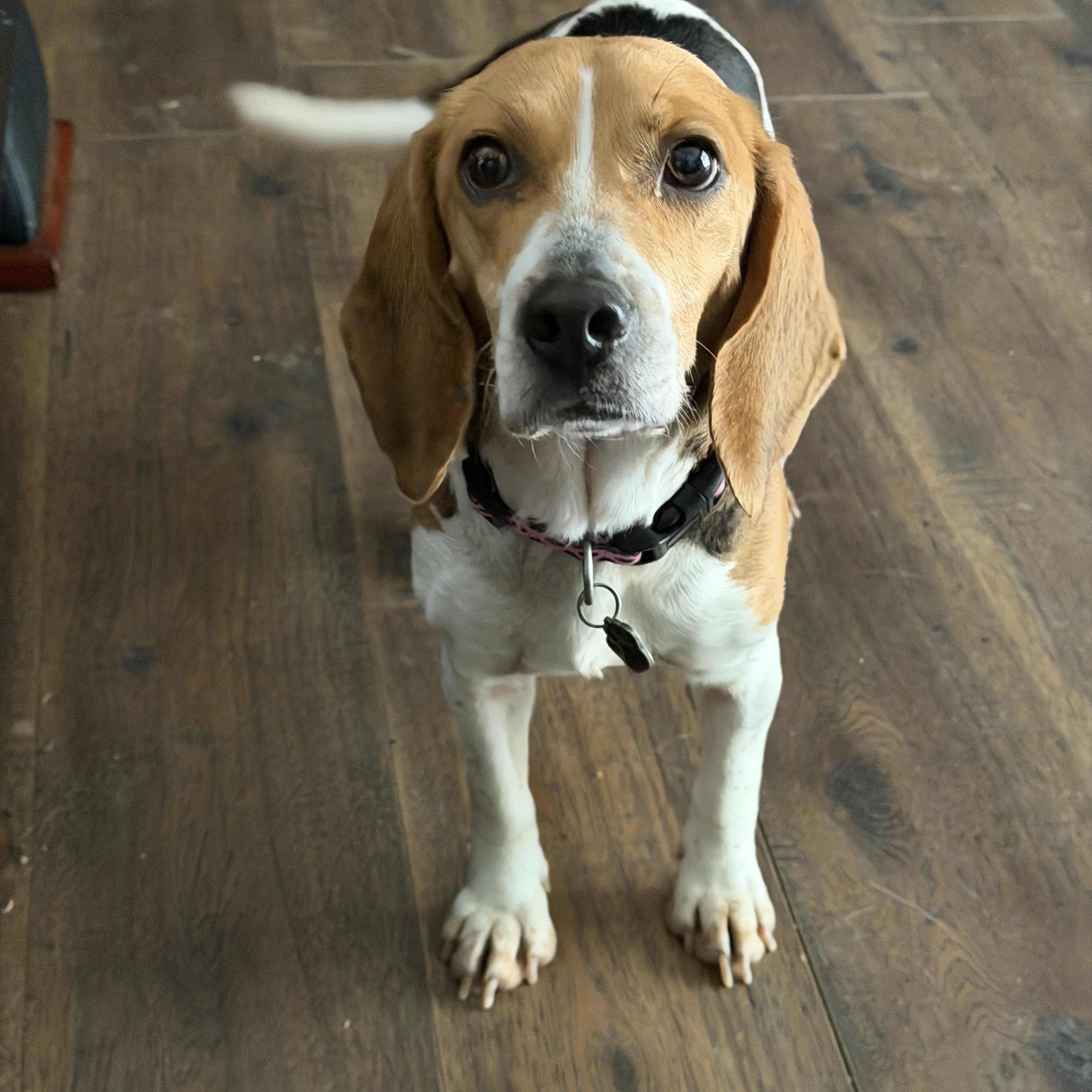 Enlarge Bailey, a ADOPTABLE Beagle in Jeffersonville, IN image 1/5