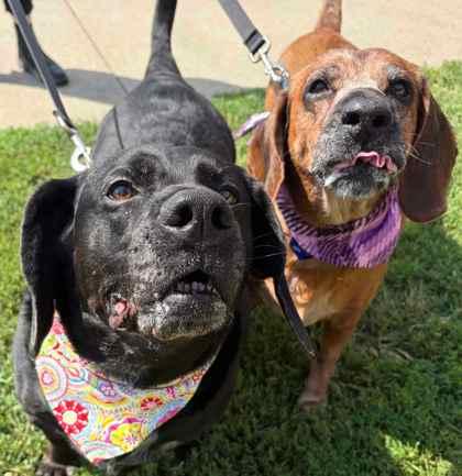 Lady, Adoptable, Senior Female Hound & Mixed Breed.
