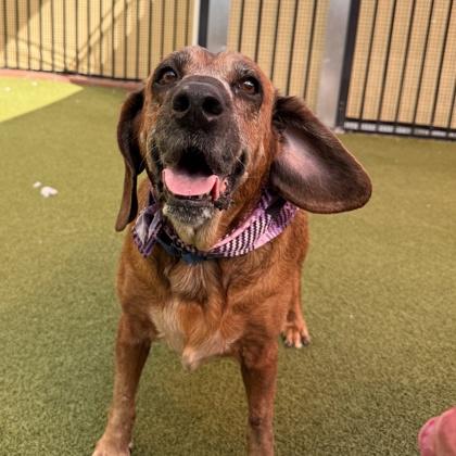 Enlarge Lady, a Adoptable mixed breed in Merriam, KS image 3/3