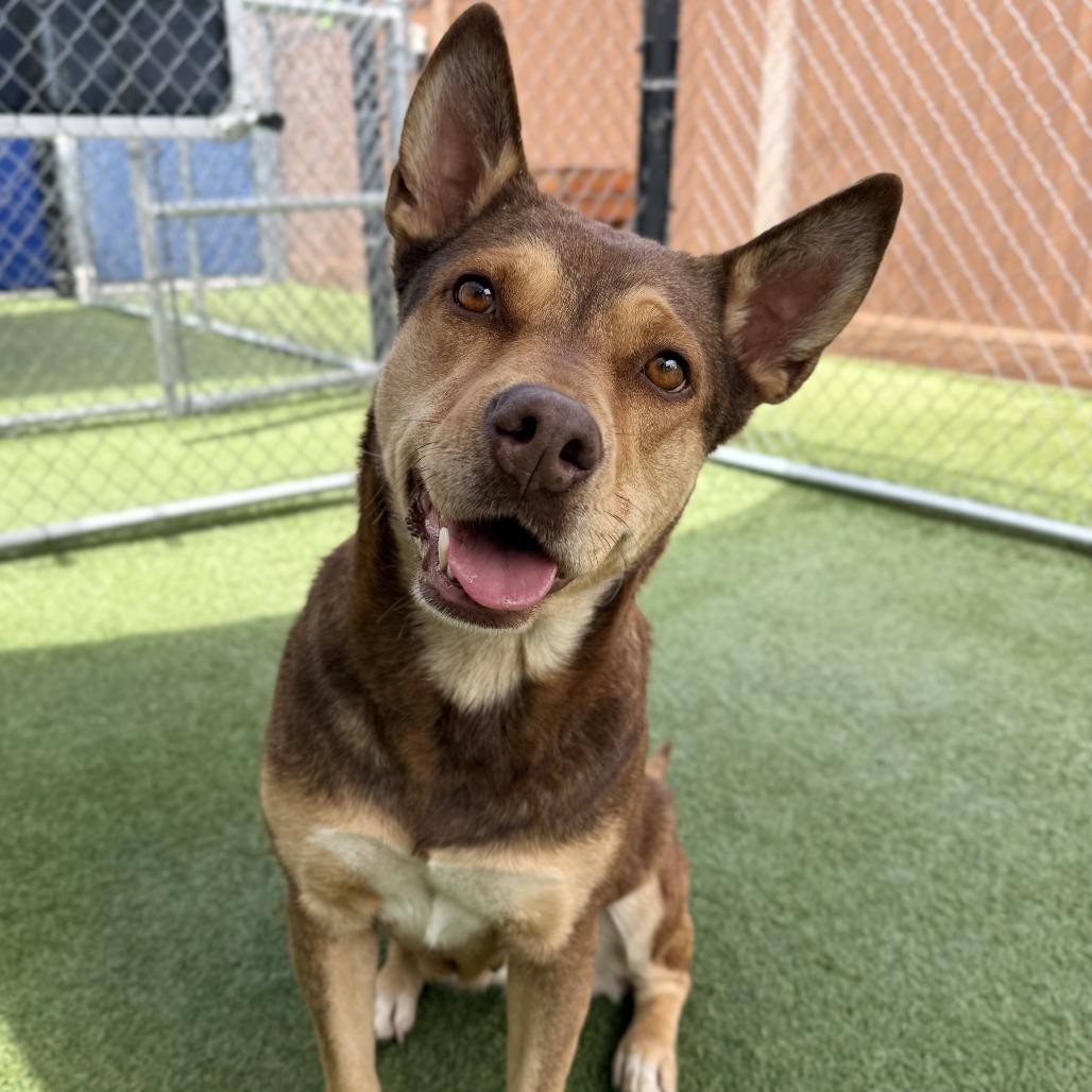 Poochie, Adoptable, Adult Female Shepherd & Mixed Breed.