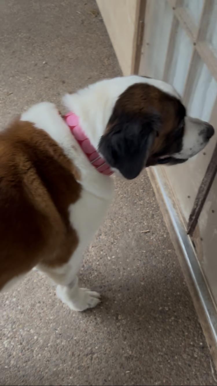 Enlarge Peaches, a Adoptable Saint Bernard in McKinney, TX image 5/5