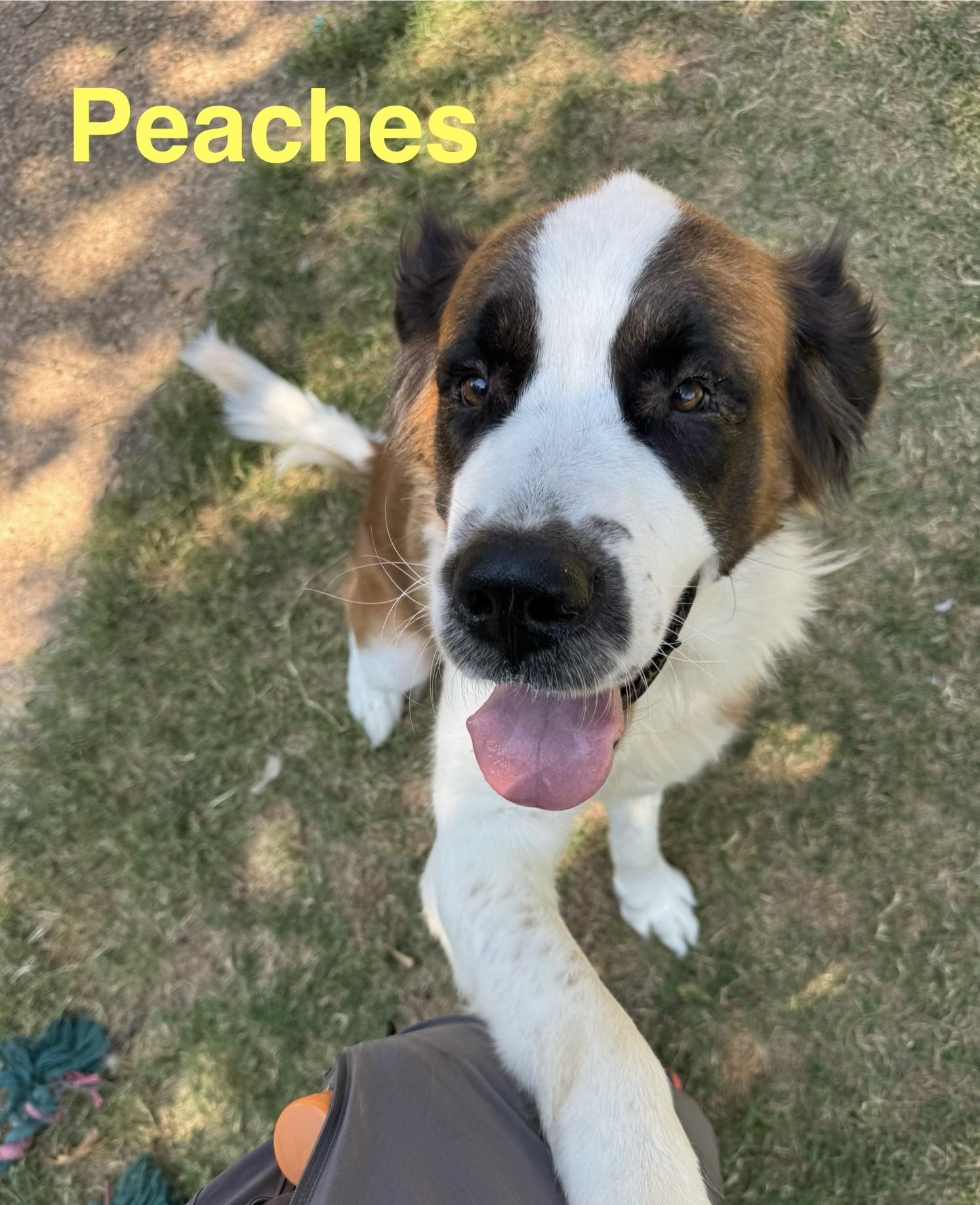 Enlarge Peaches, a Adoptable Saint Bernard in McKinney, TX image 1/5