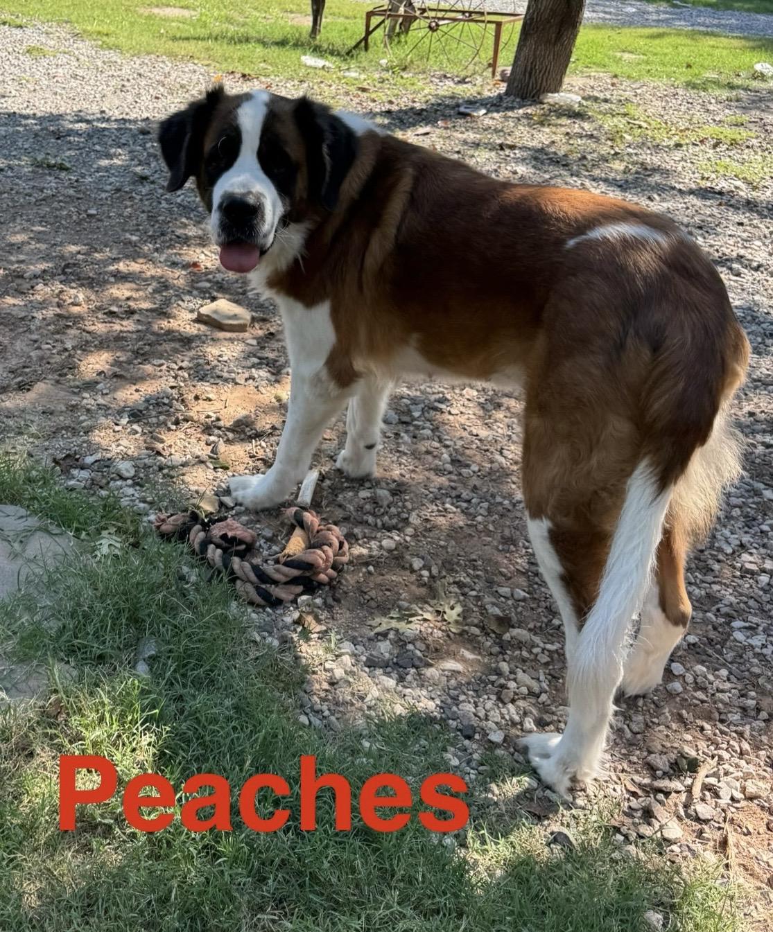 Peaches, Adoptable, Adult Female Saint Bernard.