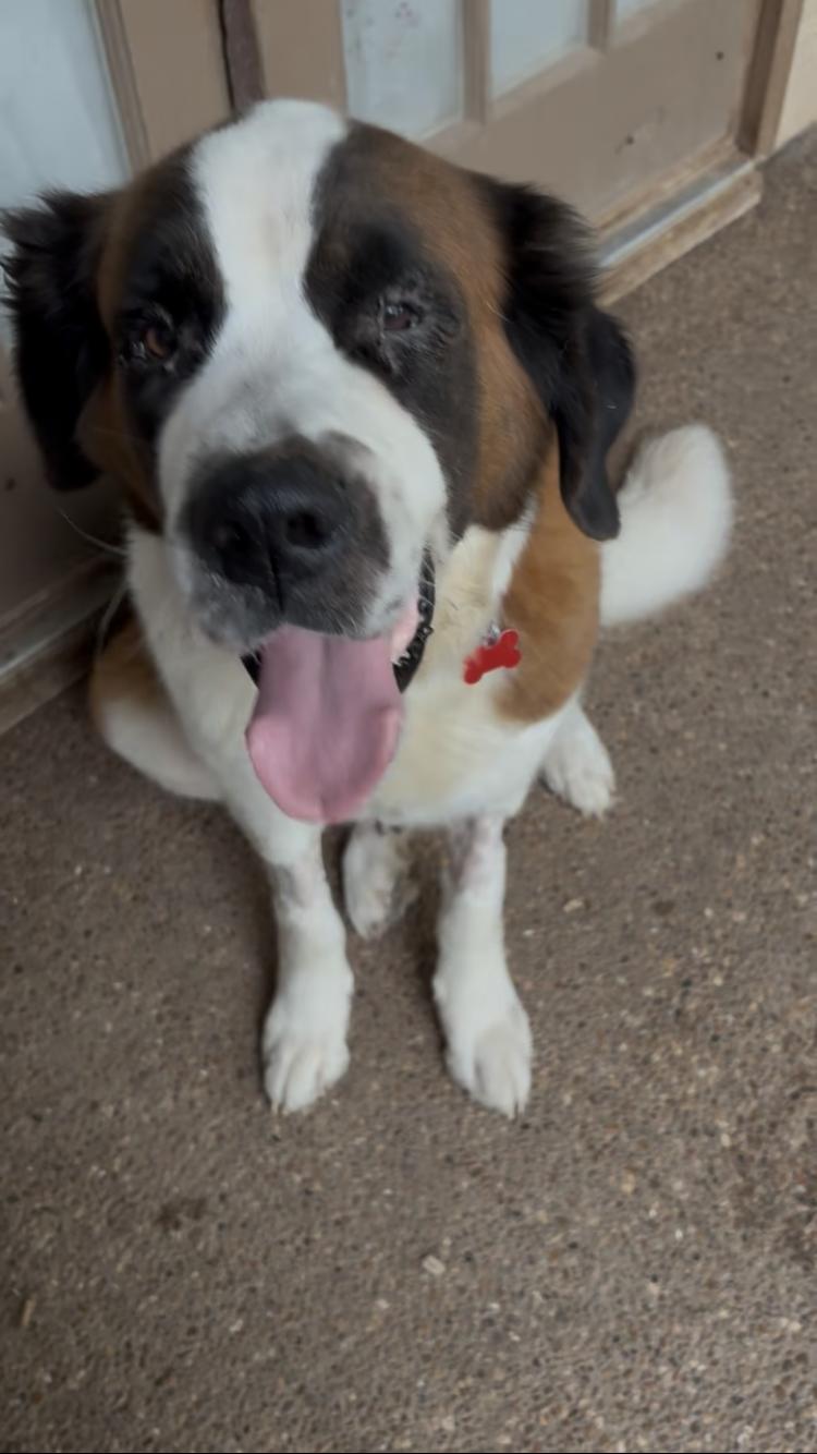 Enlarge Peaches, a Adoptable Saint Bernard in McKinney, TX image 3/5
