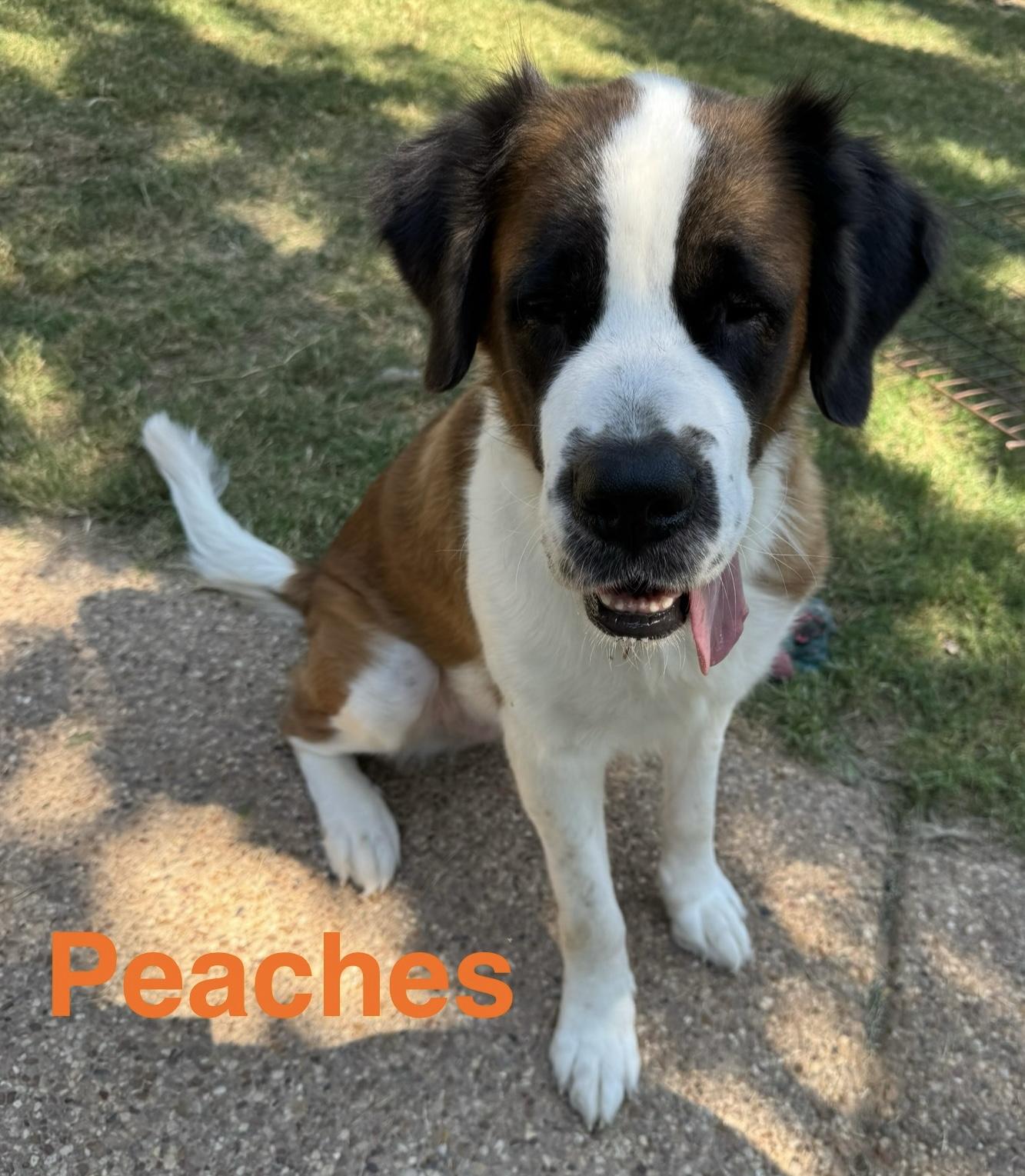 Enlarge Peaches, a Adoptable Saint Bernard in McKinney, TX image 4/5