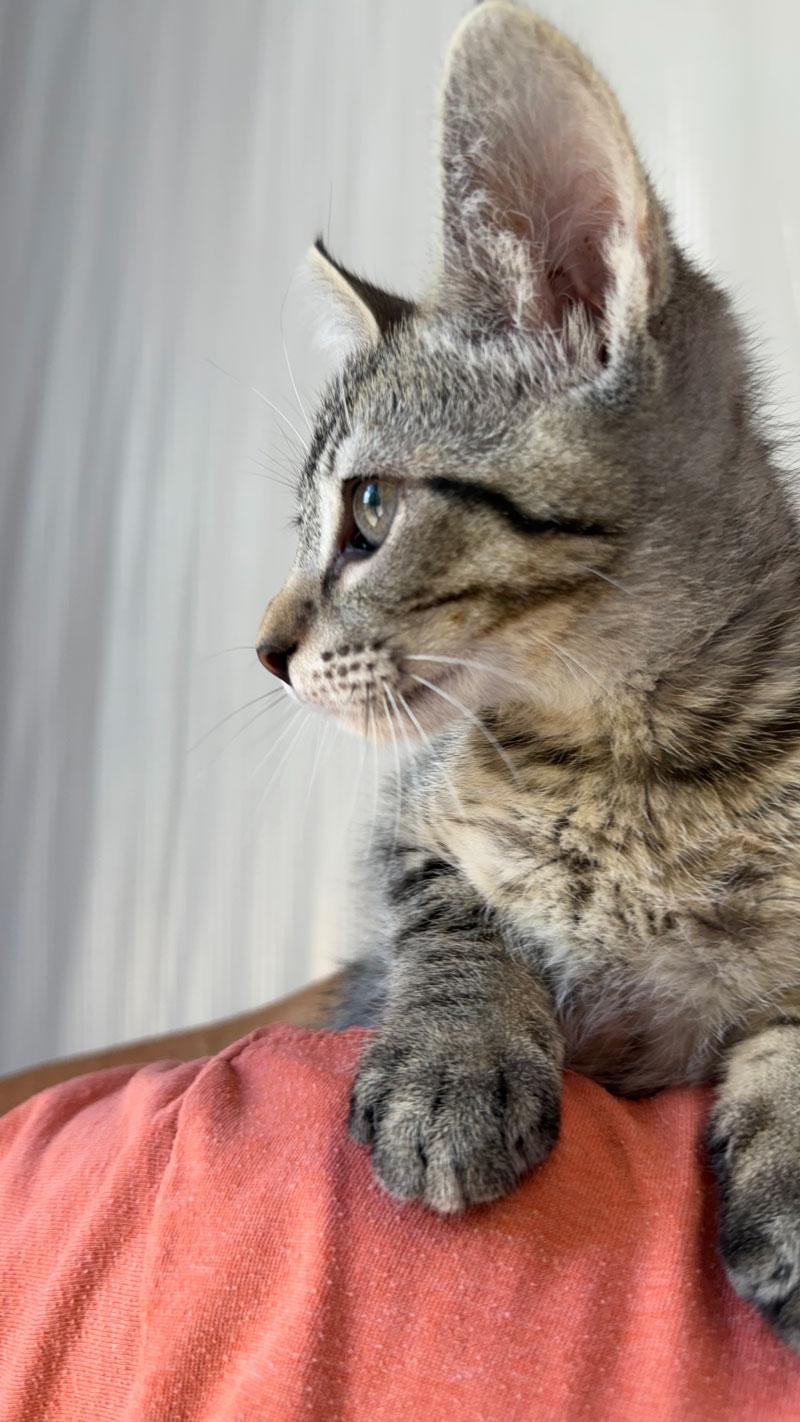 Enlarge Benjamin, a Adoptable mixed breed in Horseshoe Bend, AR image 3/3