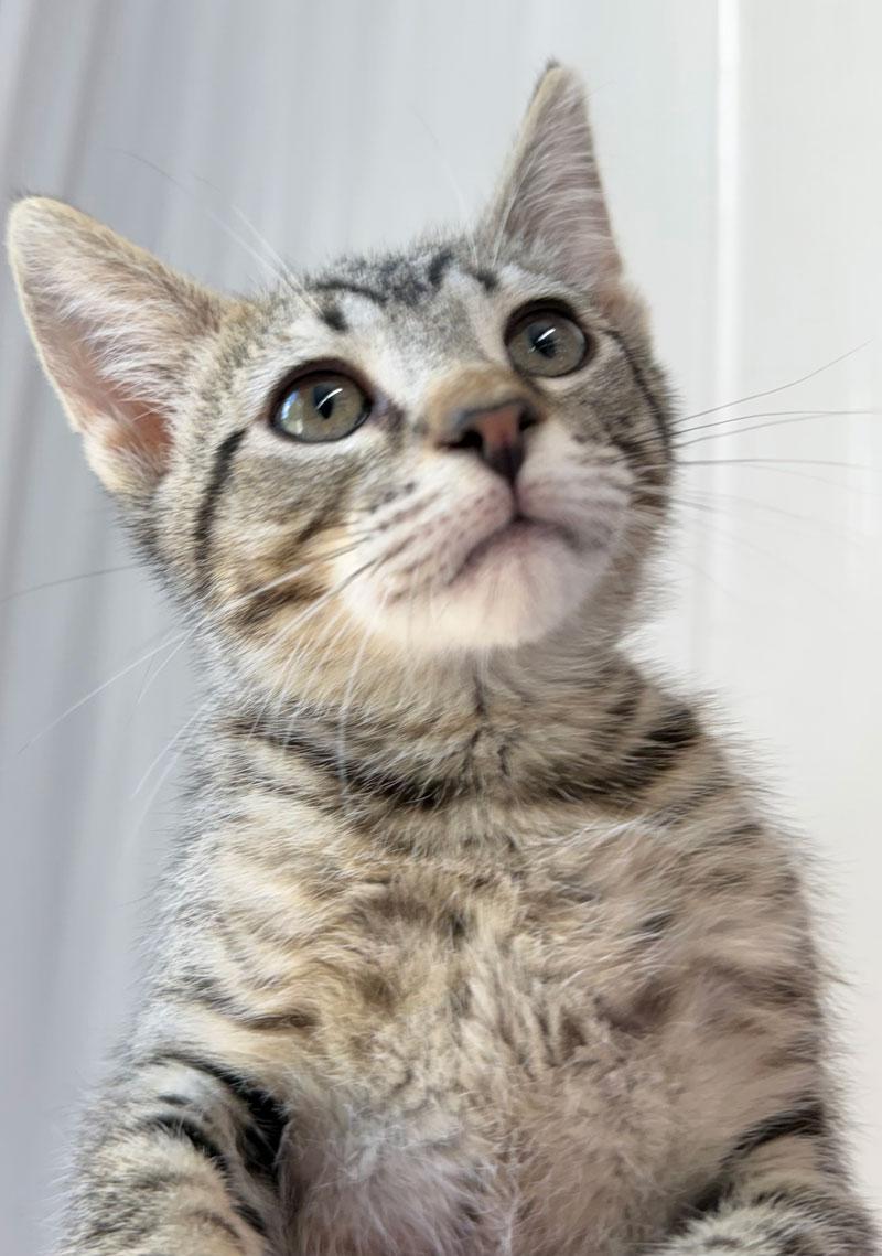Benjamin, Adoptable, Kitten Male Tabby & American Wirehair.