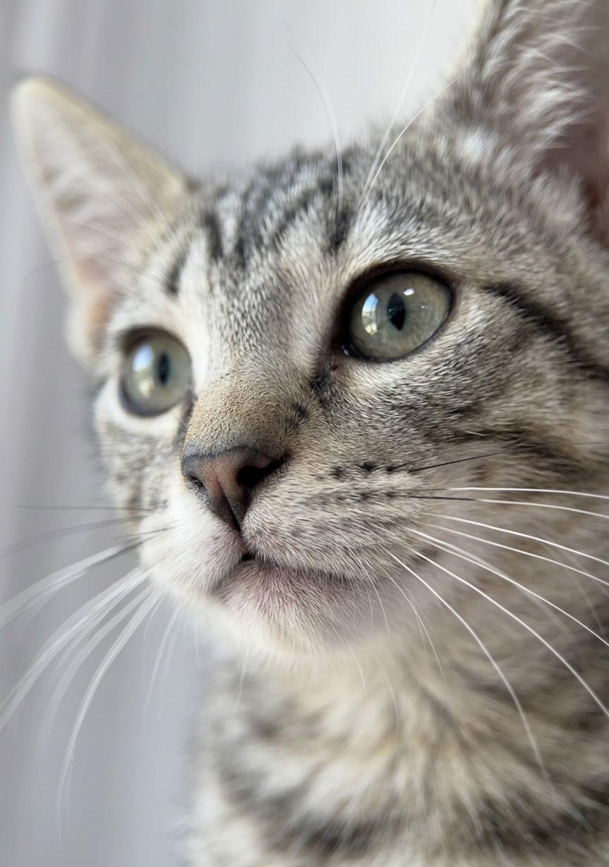 Enlarge Benjamin, a Adoptable mixed breed in Horseshoe Bend, AR image 2/3