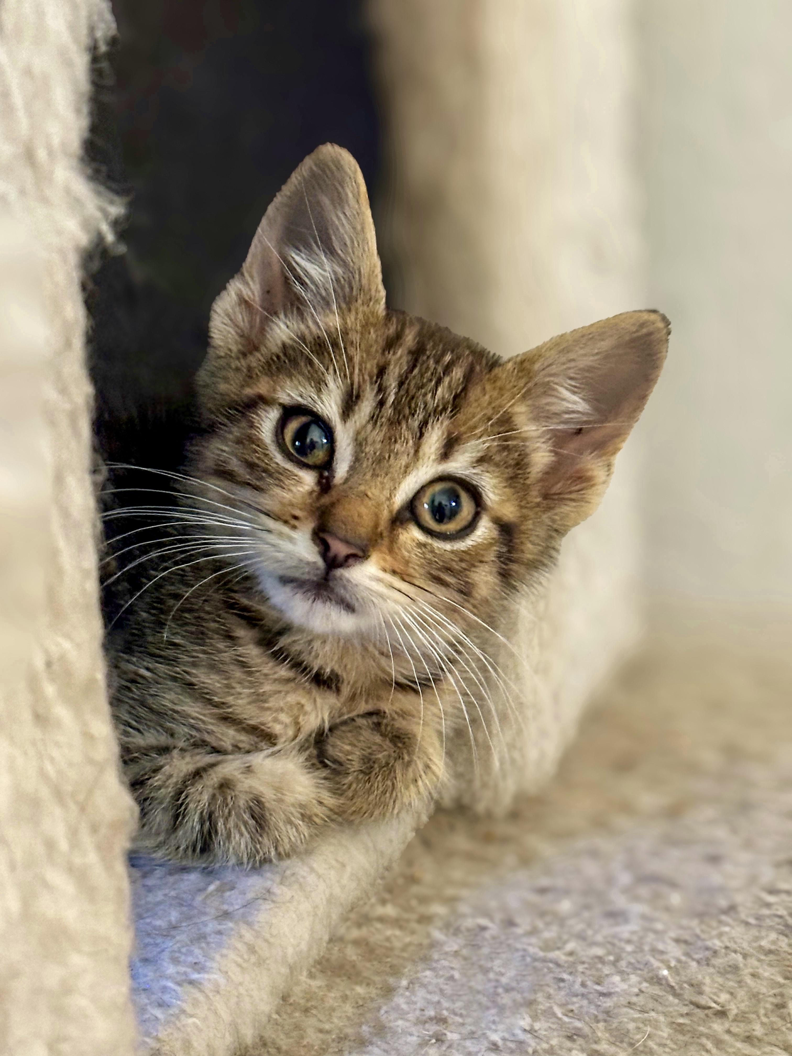 Cookie, a Adoptable Domestic Short Hair in Vallejo, CA image 1/4