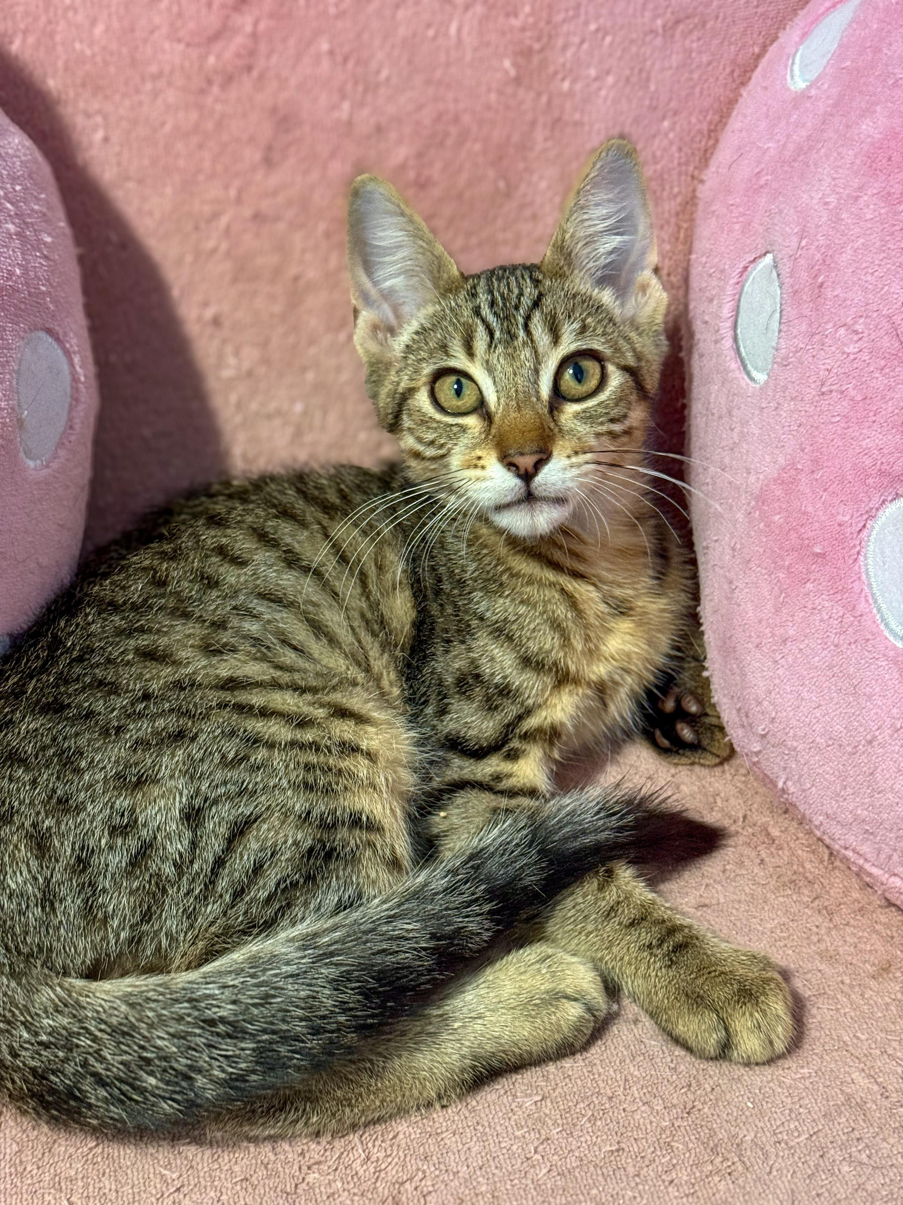 Cookie, a Adoptable Domestic Short Hair in Vallejo, CA image 2/4