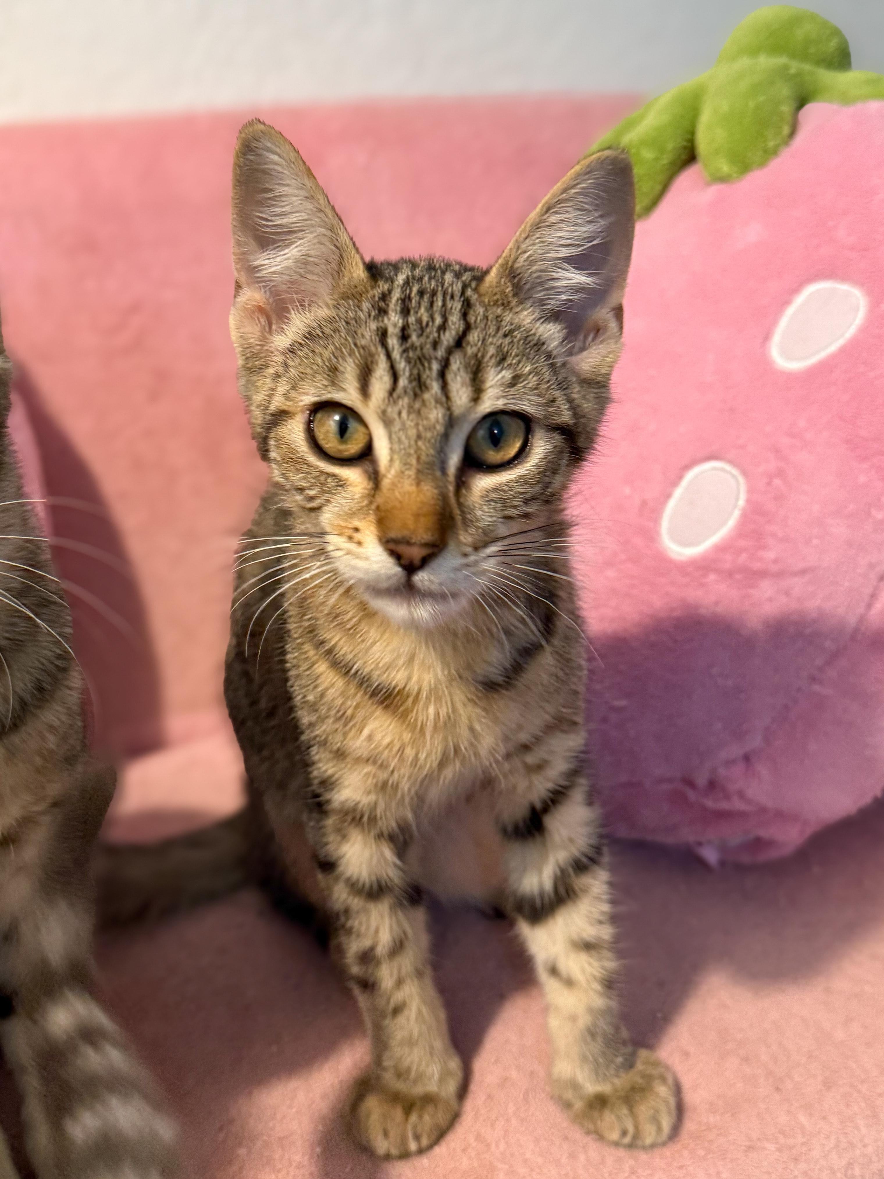 Cookie, a Adoptable Domestic Short Hair in Vallejo, CA image 3/4