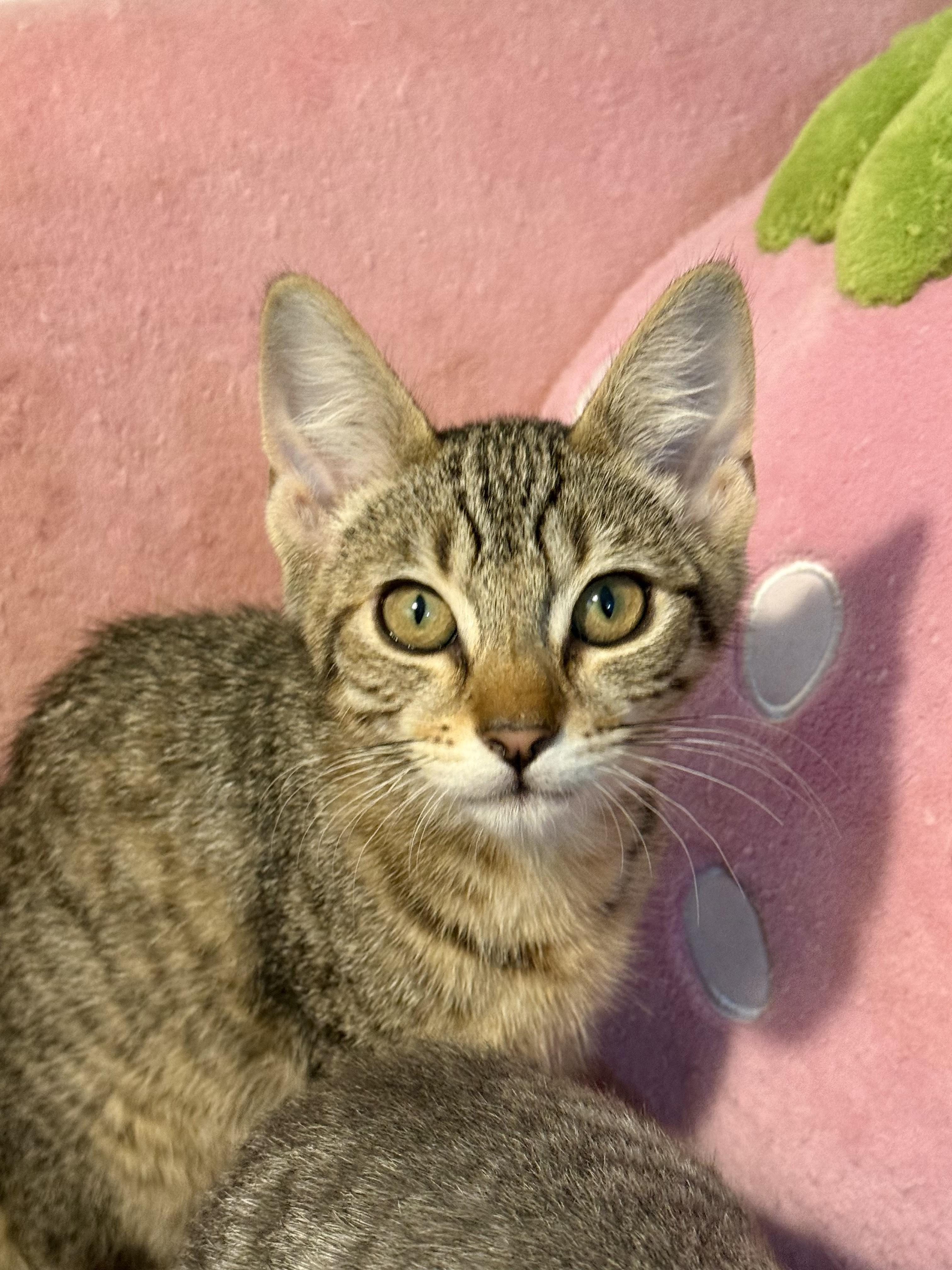 Cookie, a Adoptable Domestic Short Hair in Vallejo, CA image 4/4