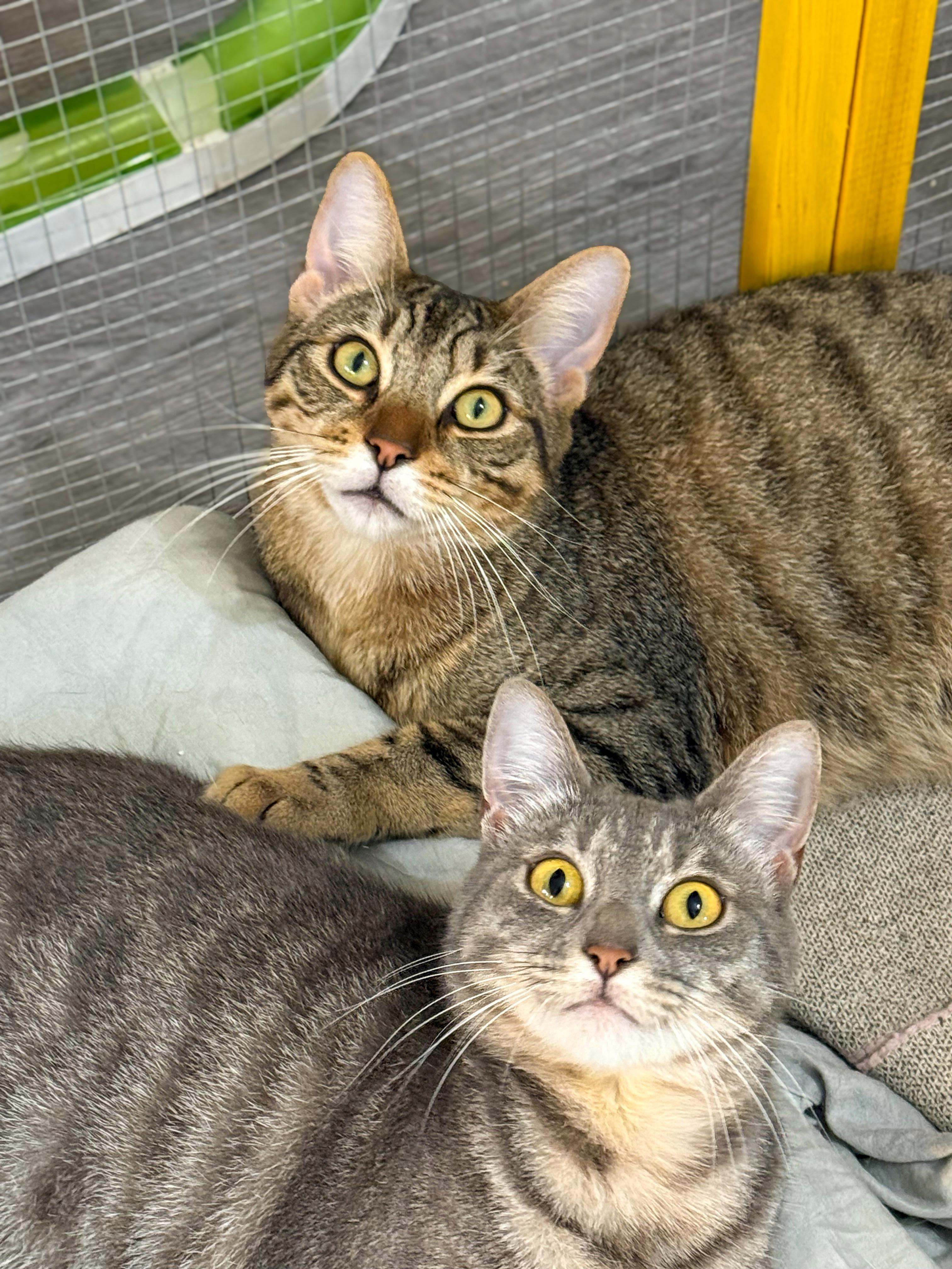 Enlarge Cookie, a Adoptable Domestic Short Hair in Vallejo, CA image 6/6