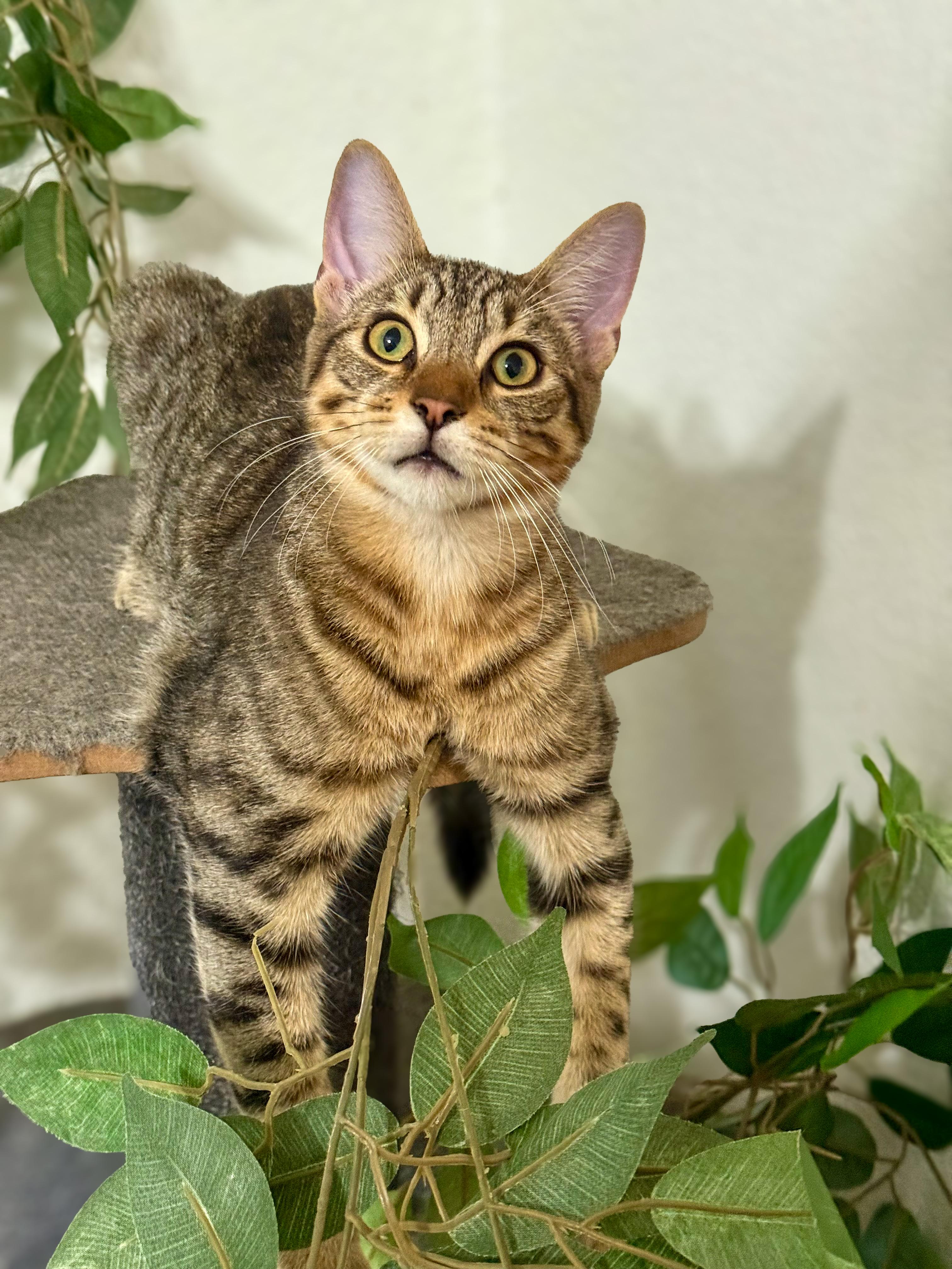 Cookie, Adoptable, Young Male Domestic Short Hair.