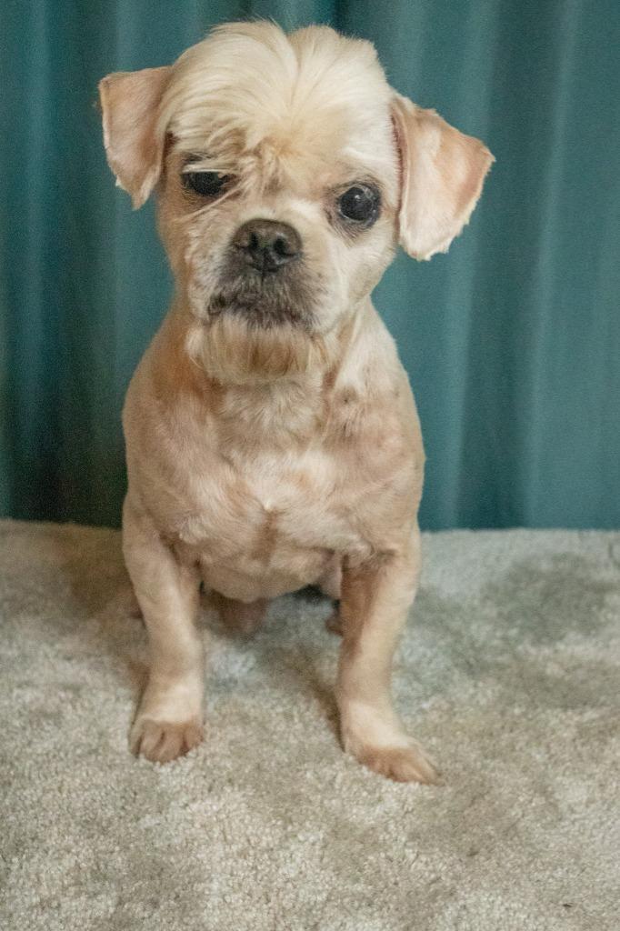 Mopsy (In Foster)