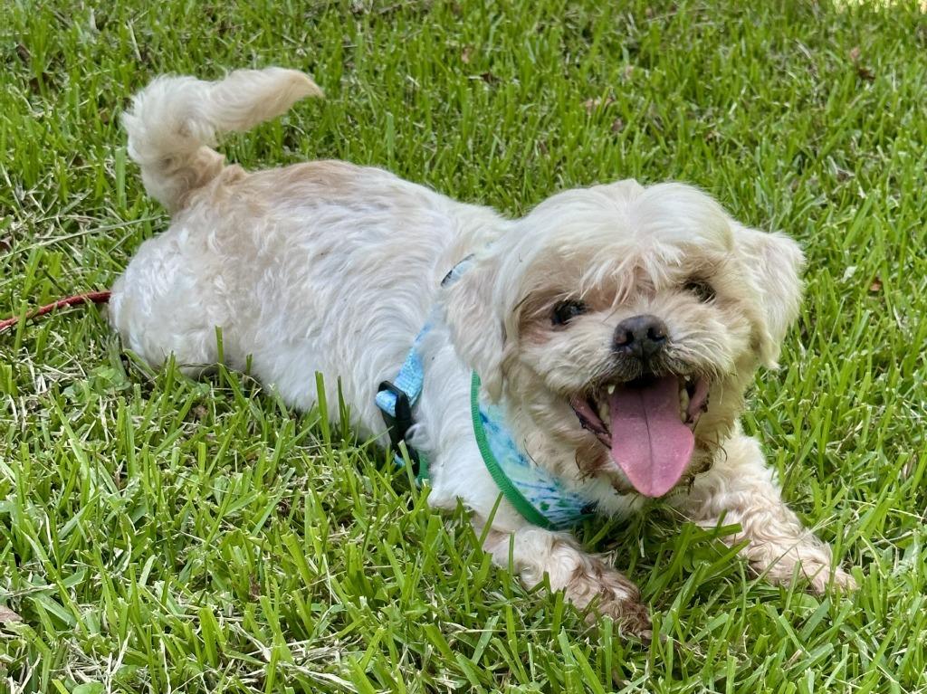 Enlarge Mopsy (In Foster), a Adoptable Shih Tzu in New Orleans, LA image 1/1