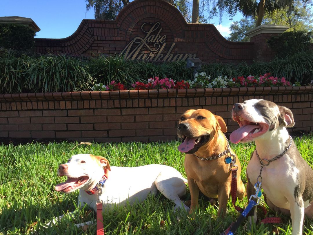 Enlarge Macho, a Adoptable mixed breed in Hialeah, FL image 8/11