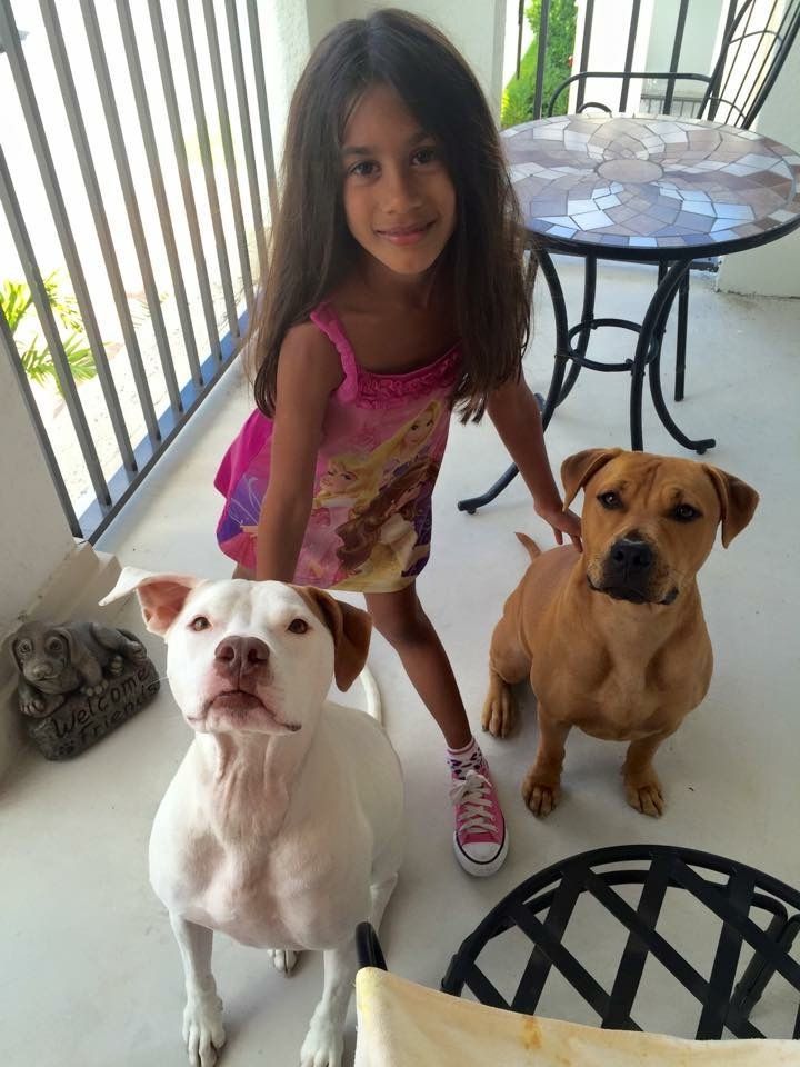 Macho, an adoptable Black Mouth Cur, Rhodesian Ridgeback in Hialeah, FL, 33015 | Photo Image 4