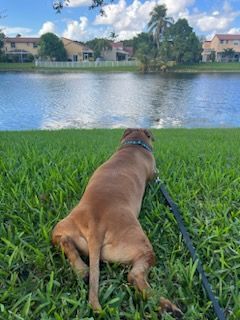 Macho, an adoptable Black Mouth Cur, Rhodesian Ridgeback in Hialeah, FL, 33015 | Photo Image 5