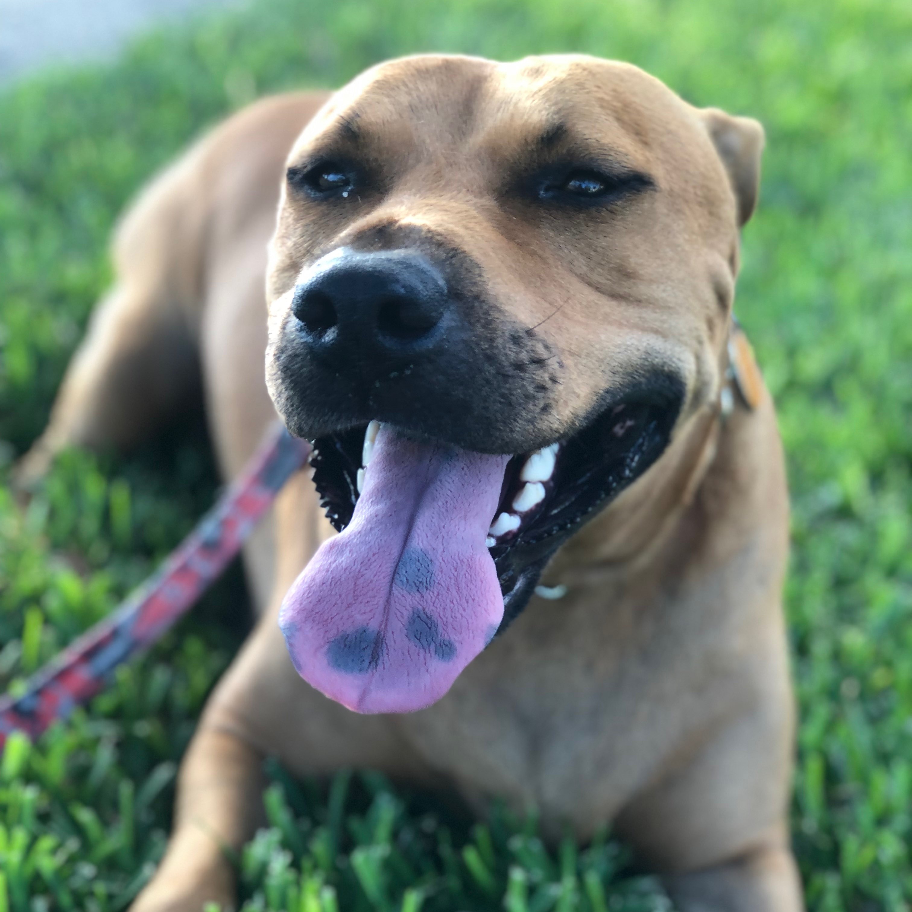 Enlarge Macho, a Adoptable mixed breed in Hialeah, FL image 1/11