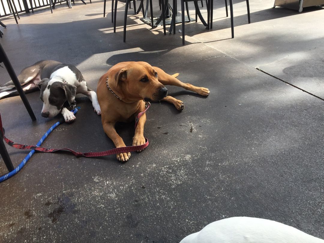 Macho, an adoptable Black Mouth Cur, Rhodesian Ridgeback in Hialeah, FL, 33015 | Photo Image 6