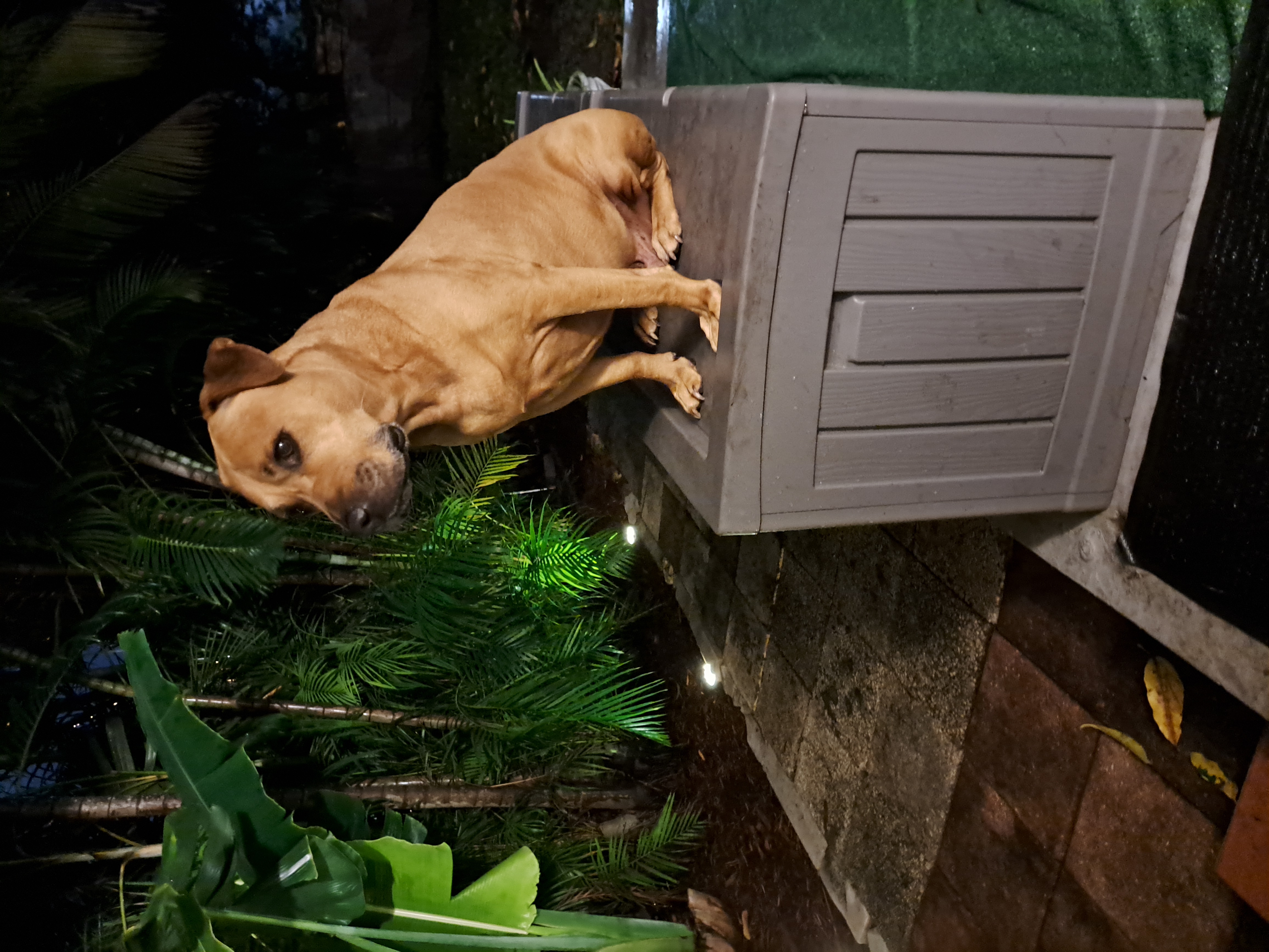 Macho, an adoptable Black Mouth Cur, Rhodesian Ridgeback in Hialeah, FL, 33015 | Photo Image 2