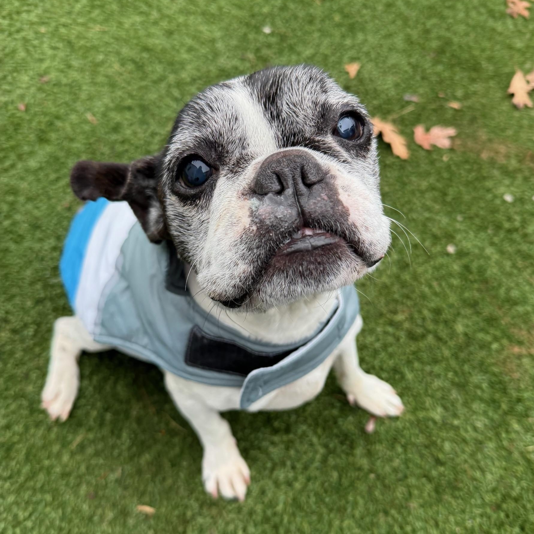 Bob Marley, Adoptable, Senior Male French Bulldog.